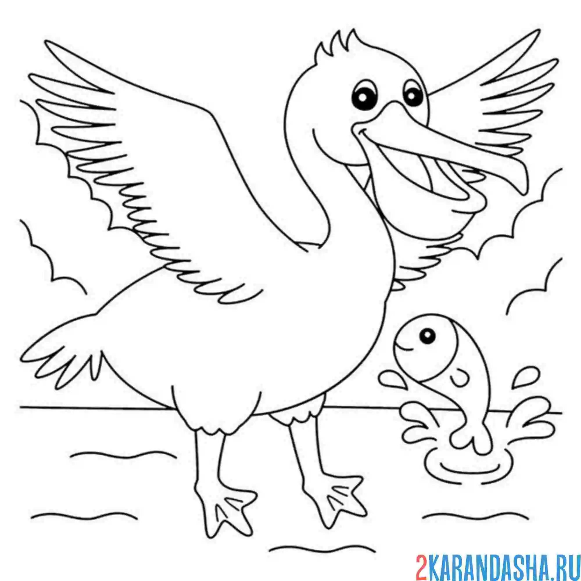 Раскраска пеликан в зоопарке