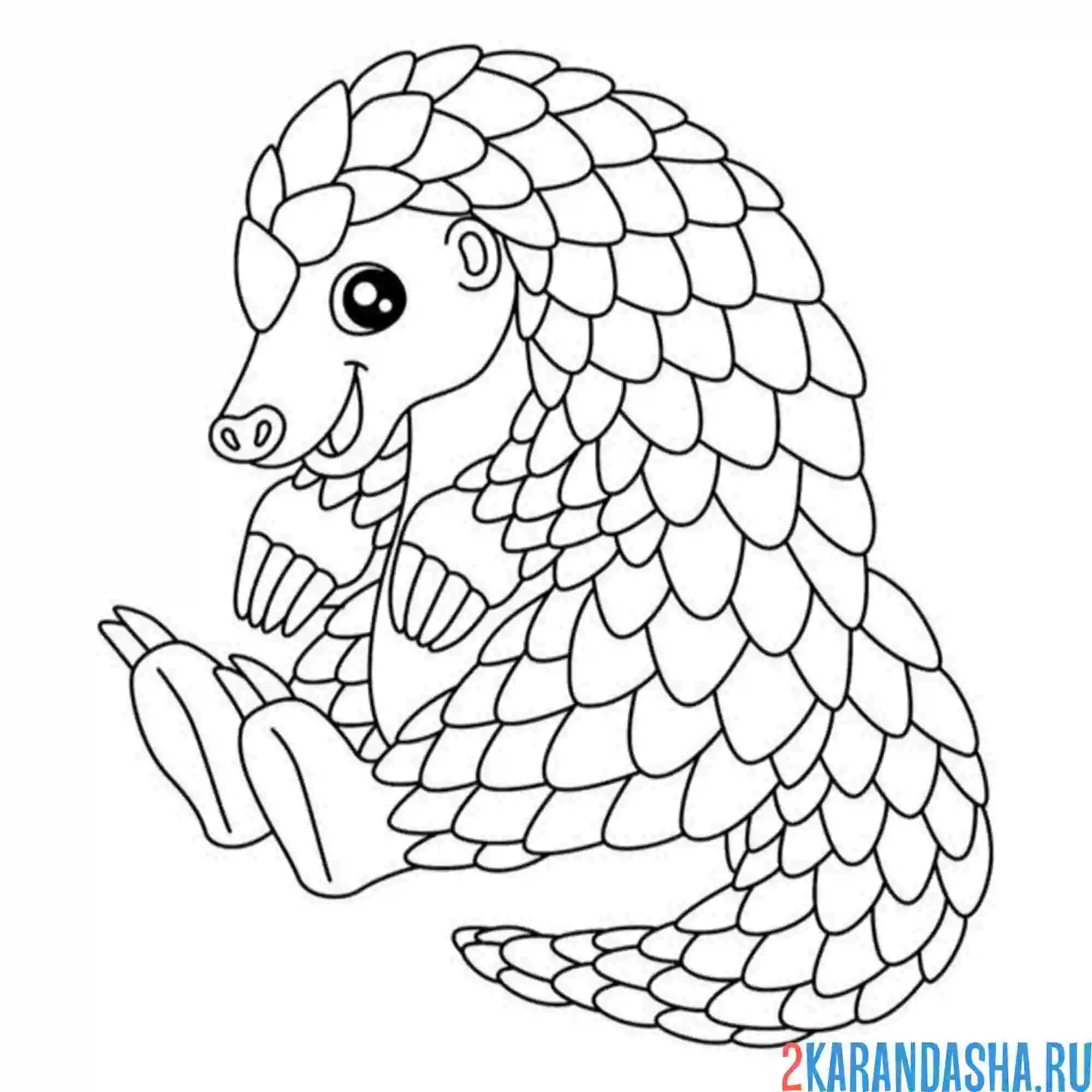 Раскраска красивый броненосец