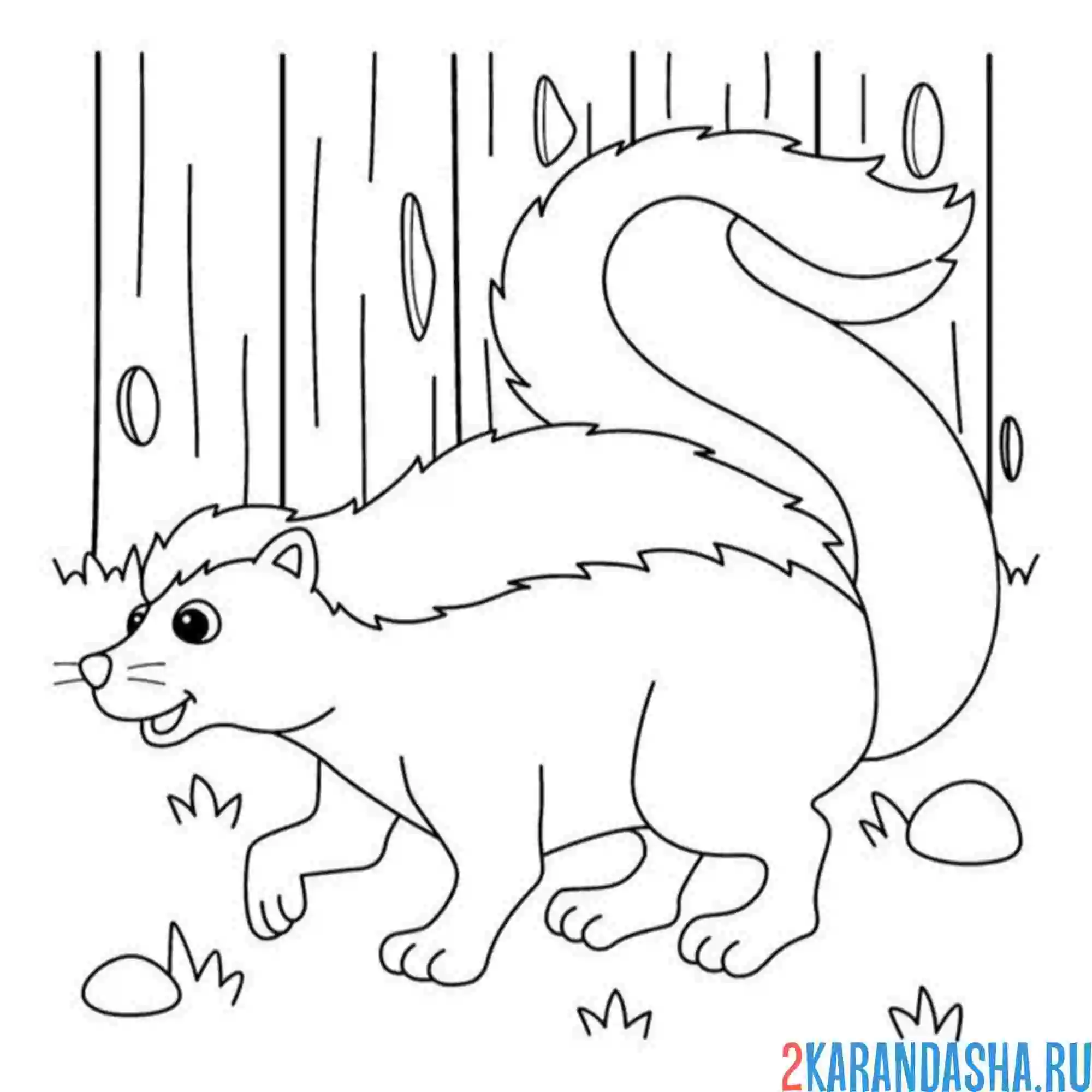 Раскраска скунс зоопарк