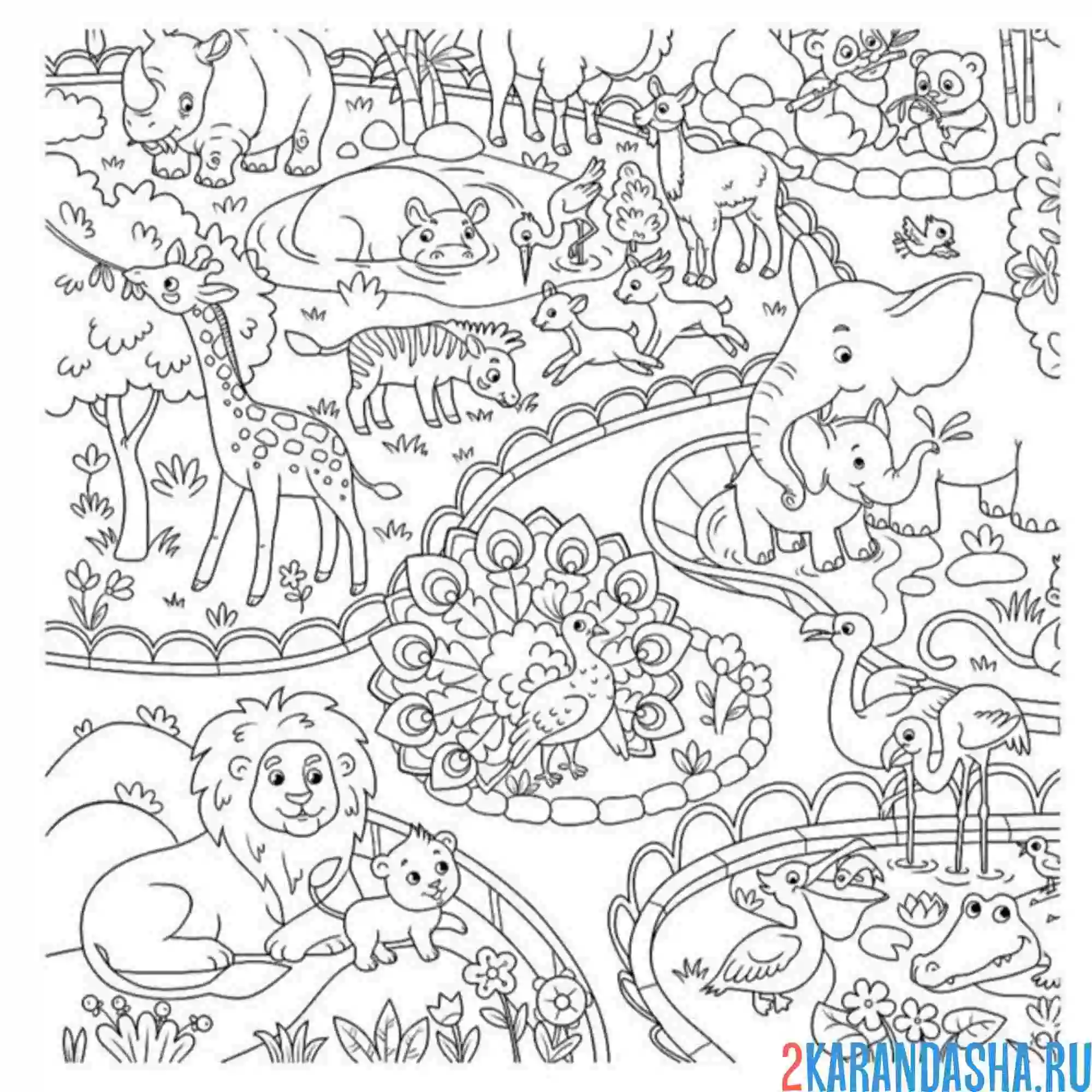 Раскраска зоопарк красивые животные