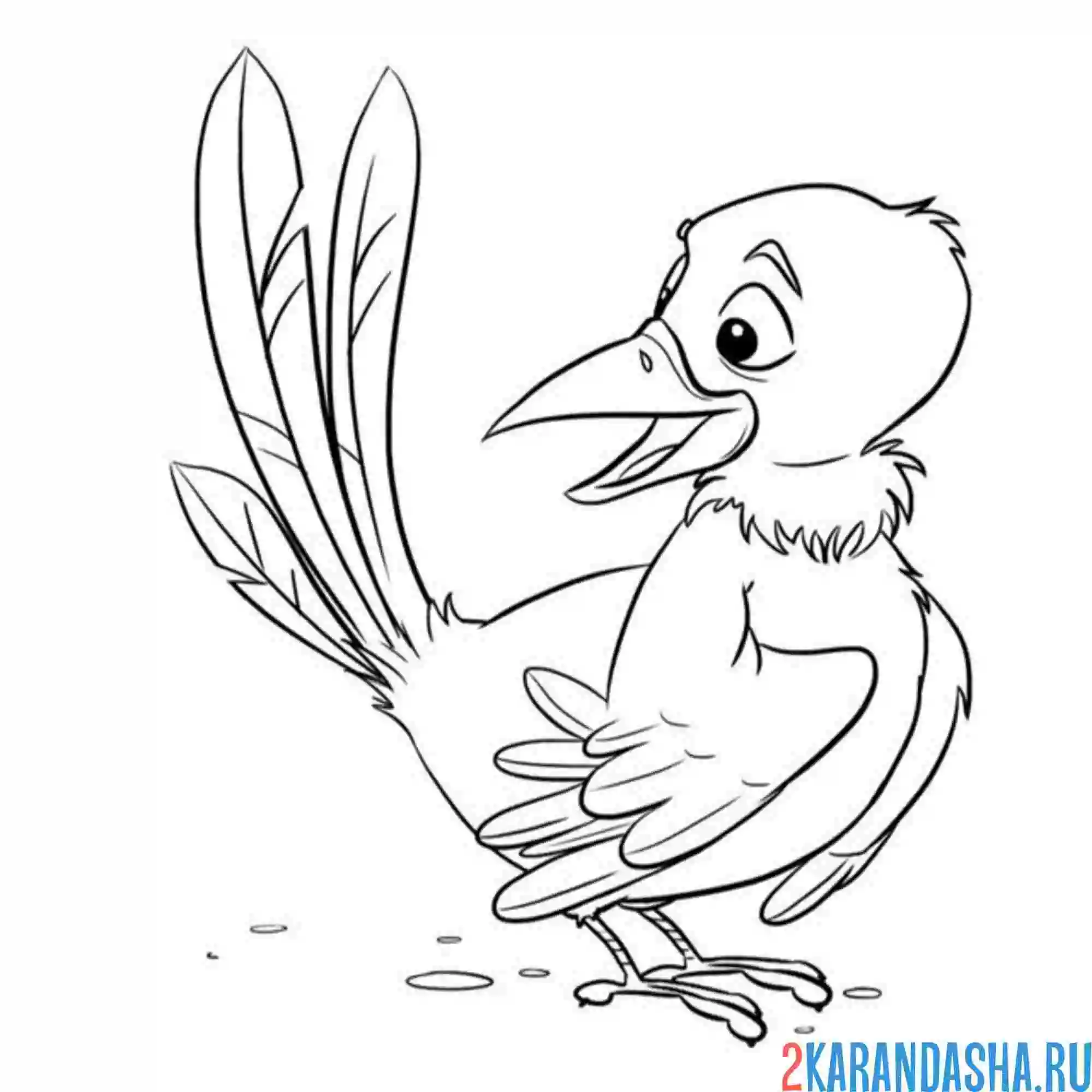 Раскраска птица сорока