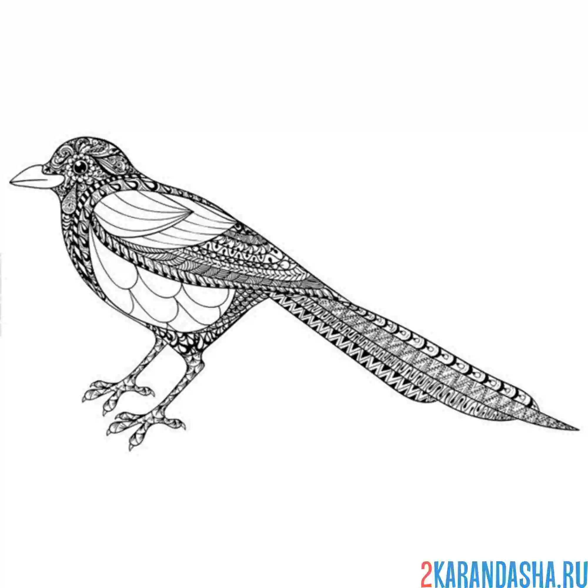 Раскраска сорока антистресс