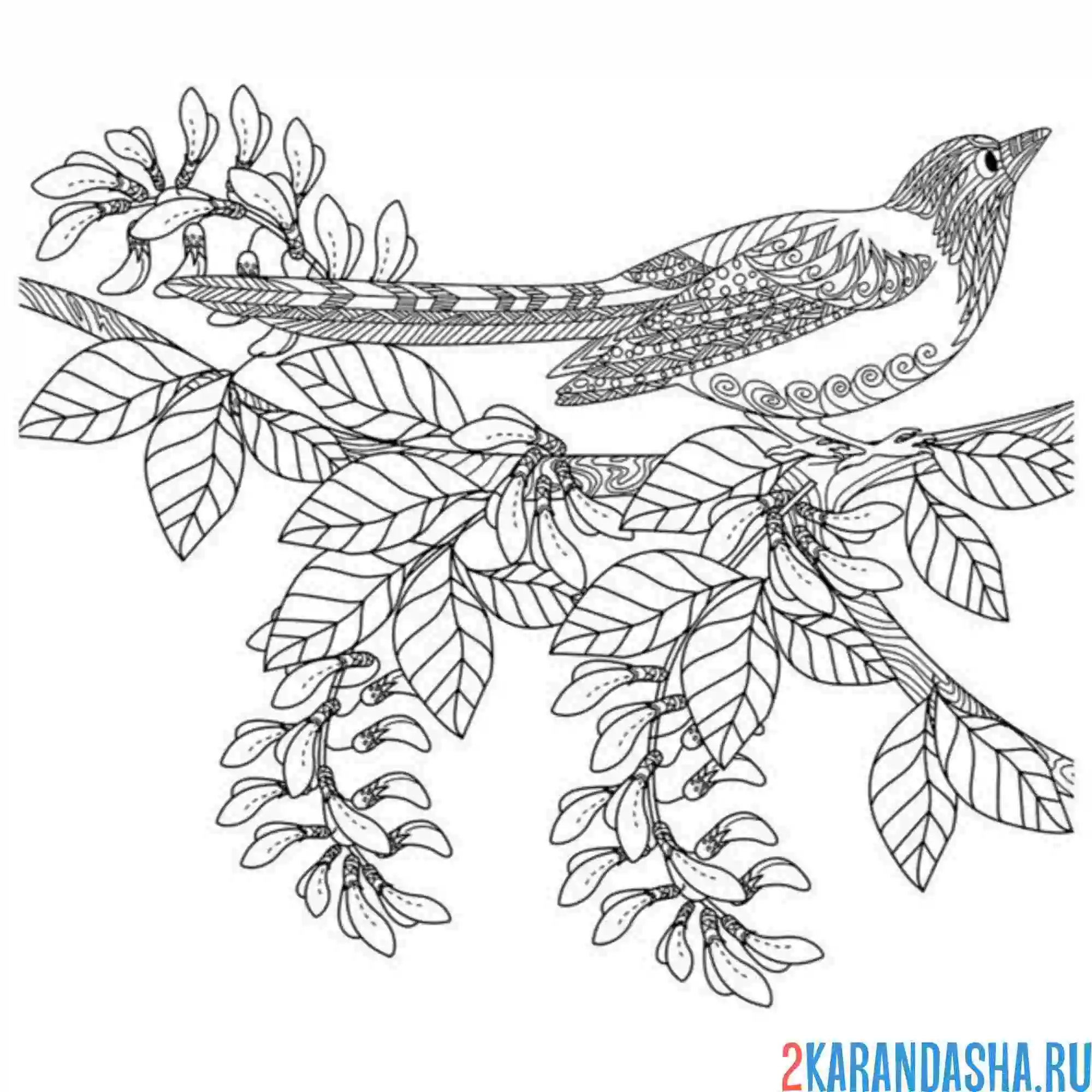 Раскраска сорока на ветке атнистресс