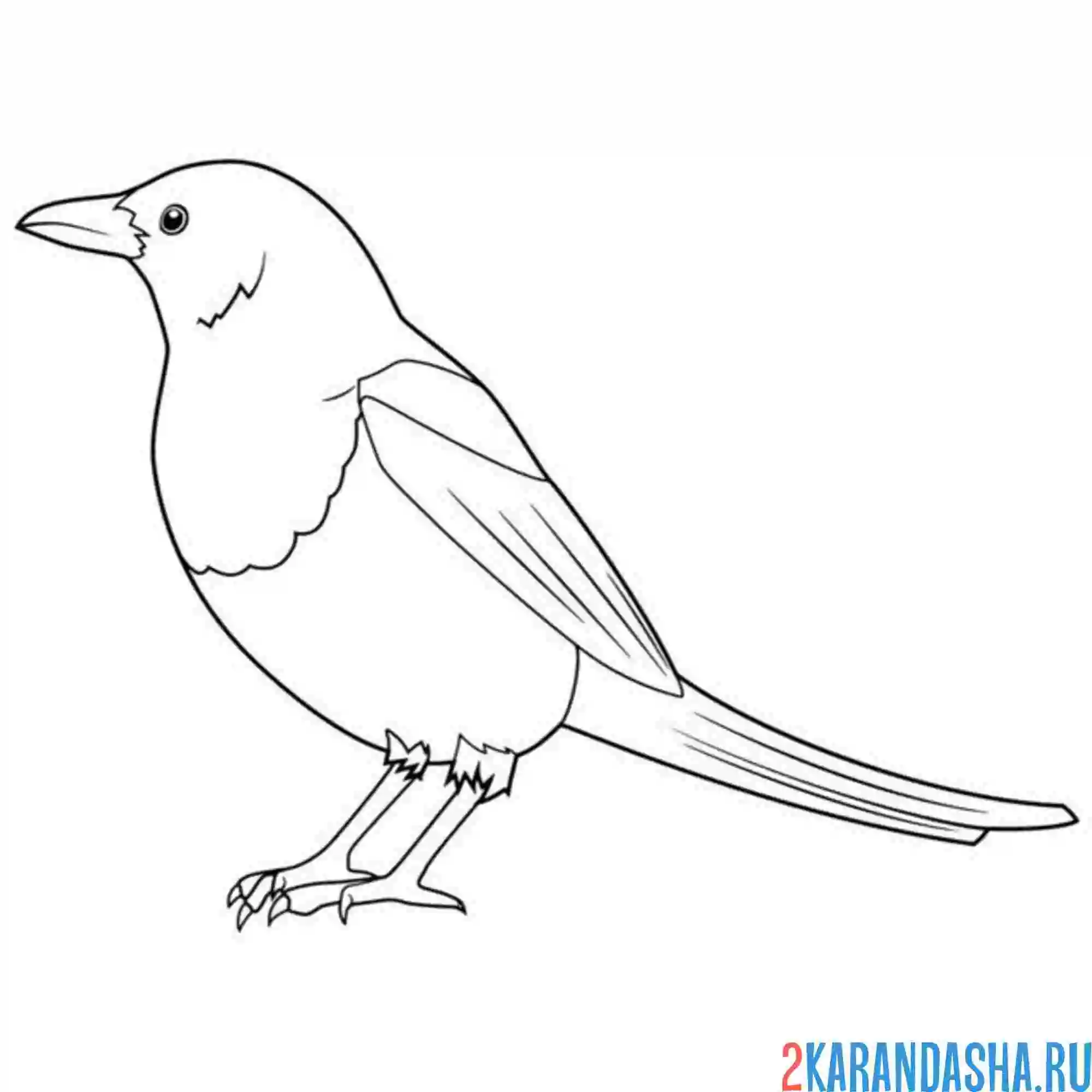 Раскраска сорока сбоку