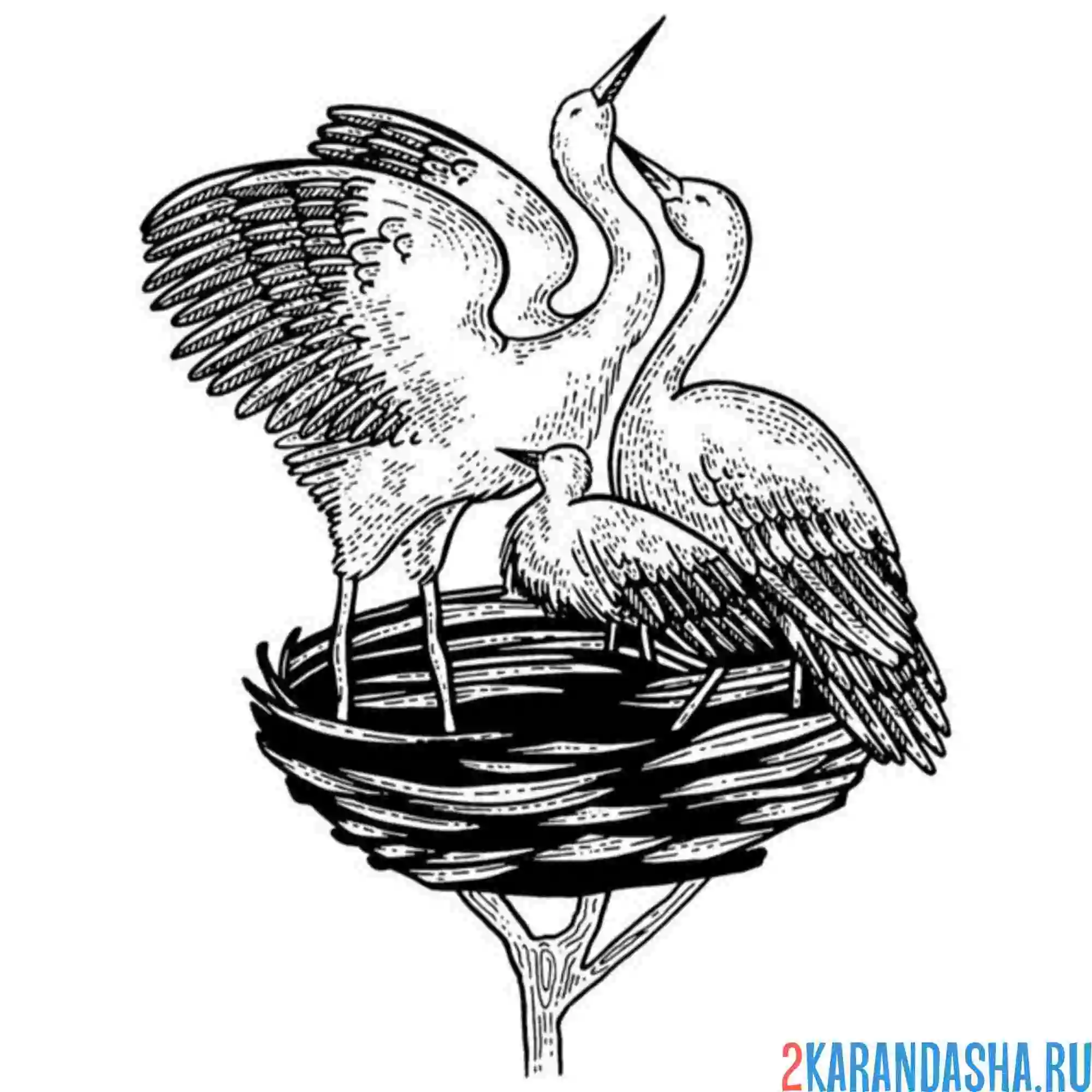 Раскраска аисты в гнезде и птенец