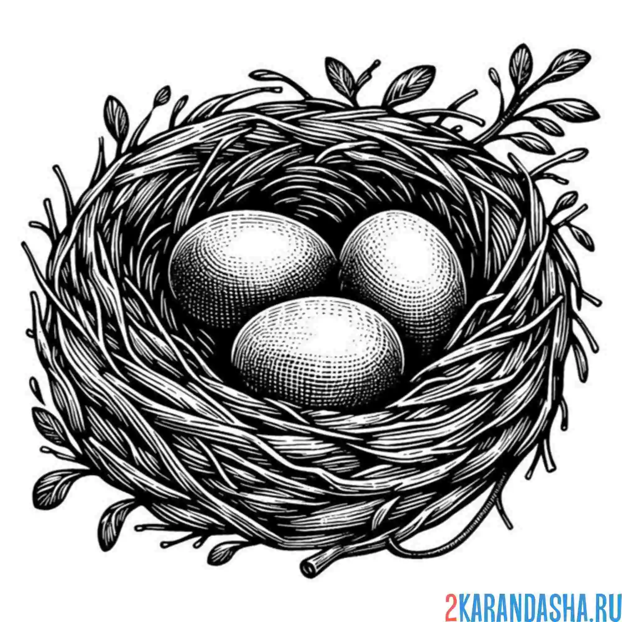 Раскраска гнездо сороки