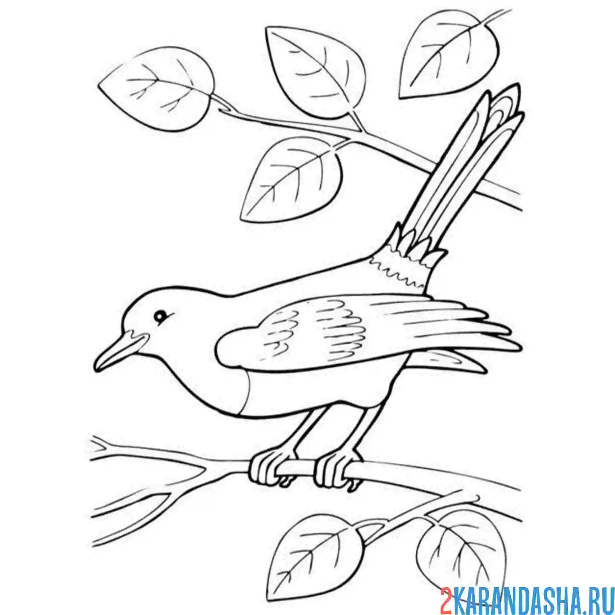 Раскраска сорока сидит на ветке