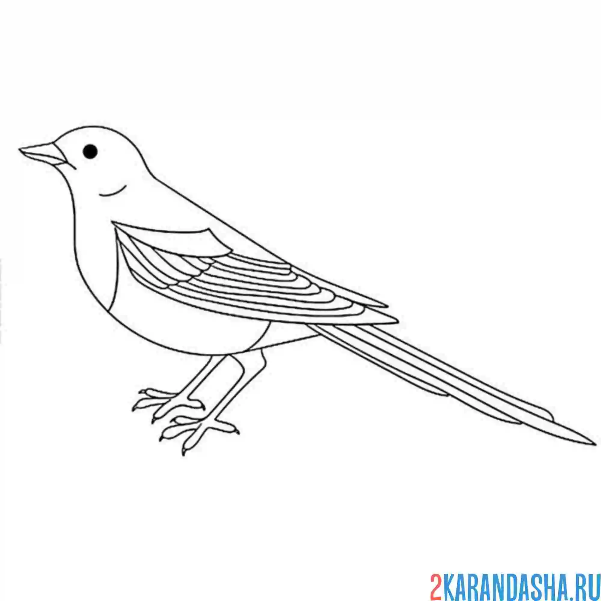 Раскраска сорока одна птица