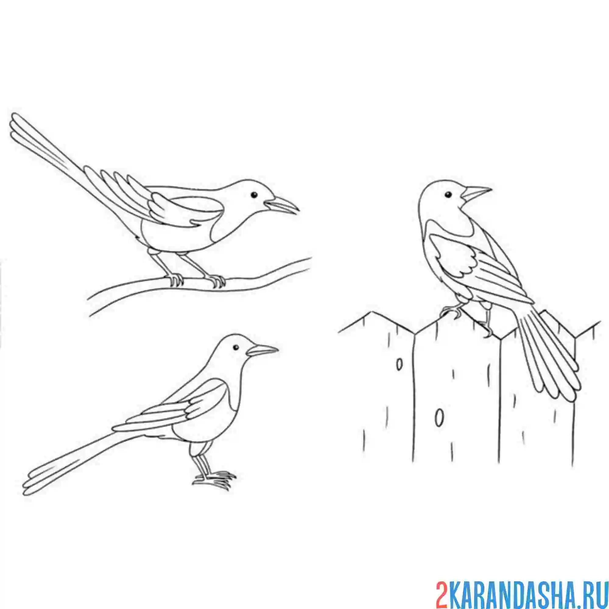 Раскраска три сороки