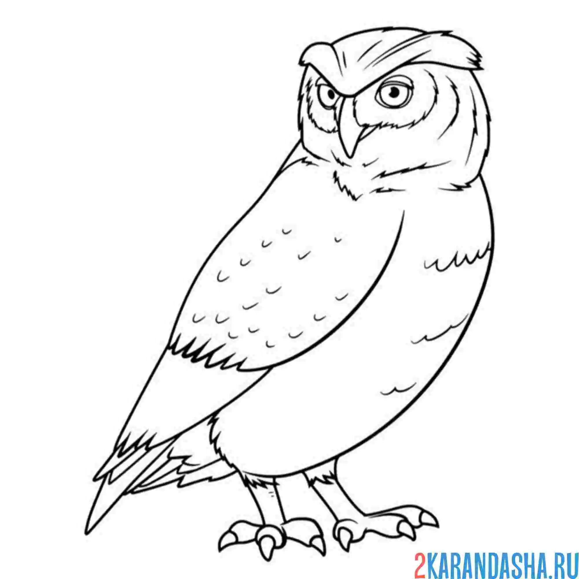 Раскраска сова филин птица
