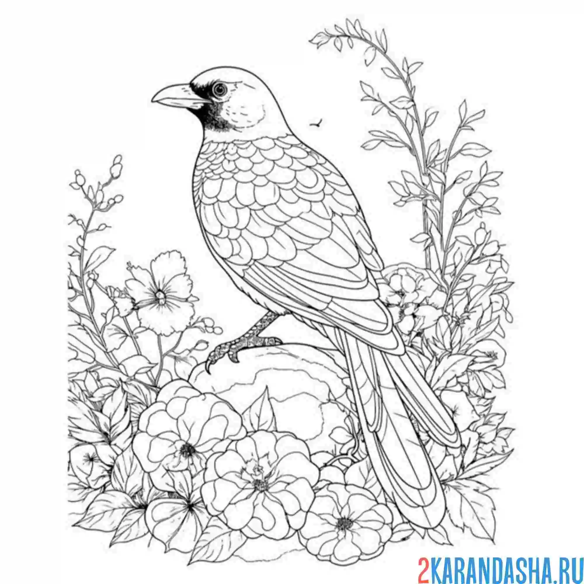 Раскраска сорока птица цветы