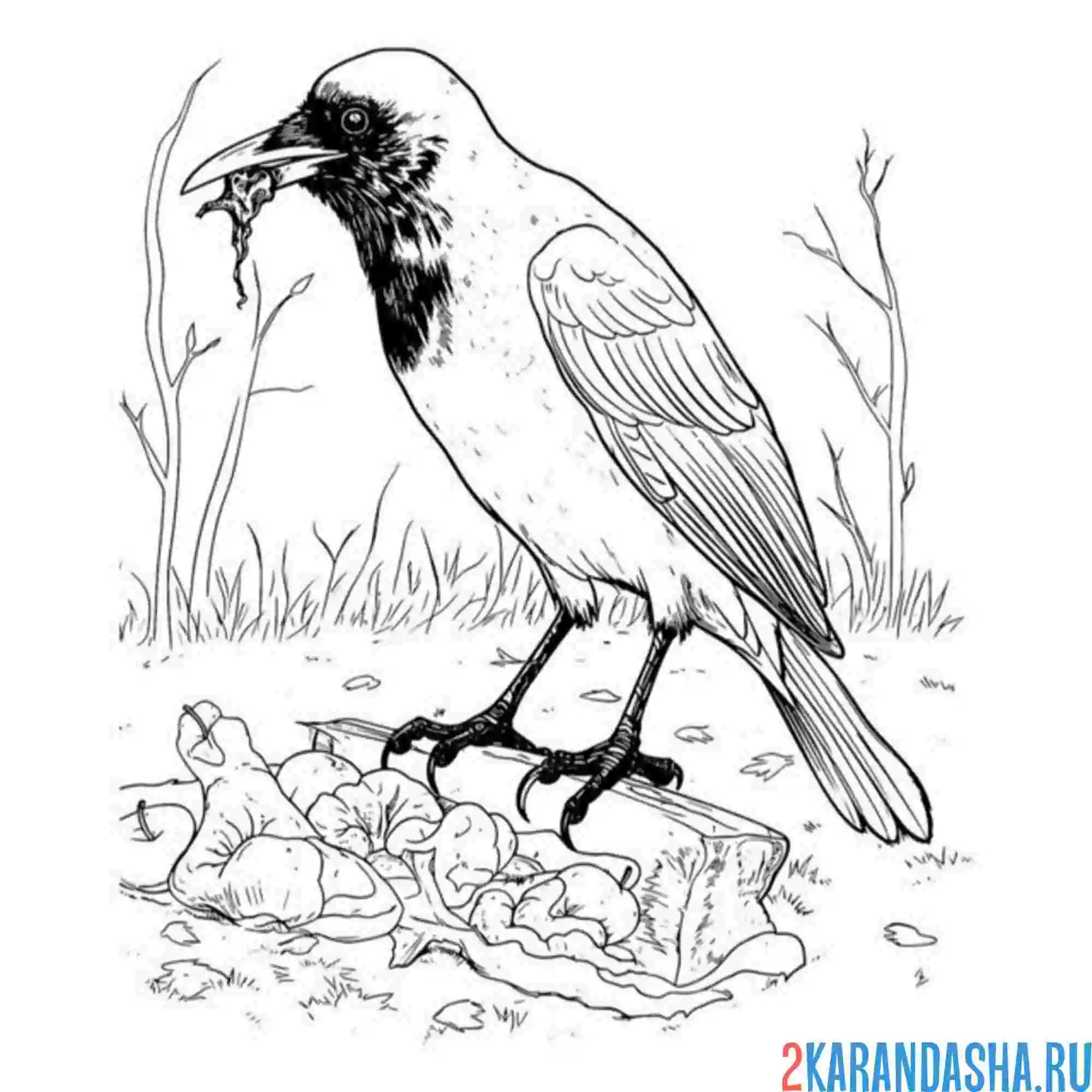 Раскраска сорока что-то нашла