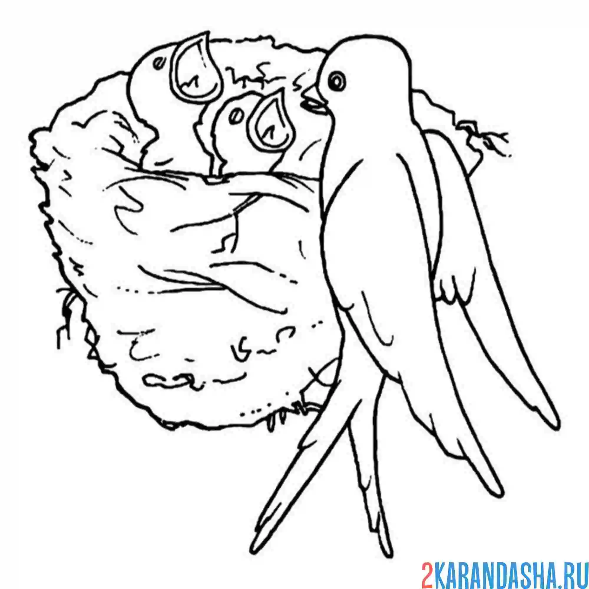 Раскраска ласточкино гнездо птенцы