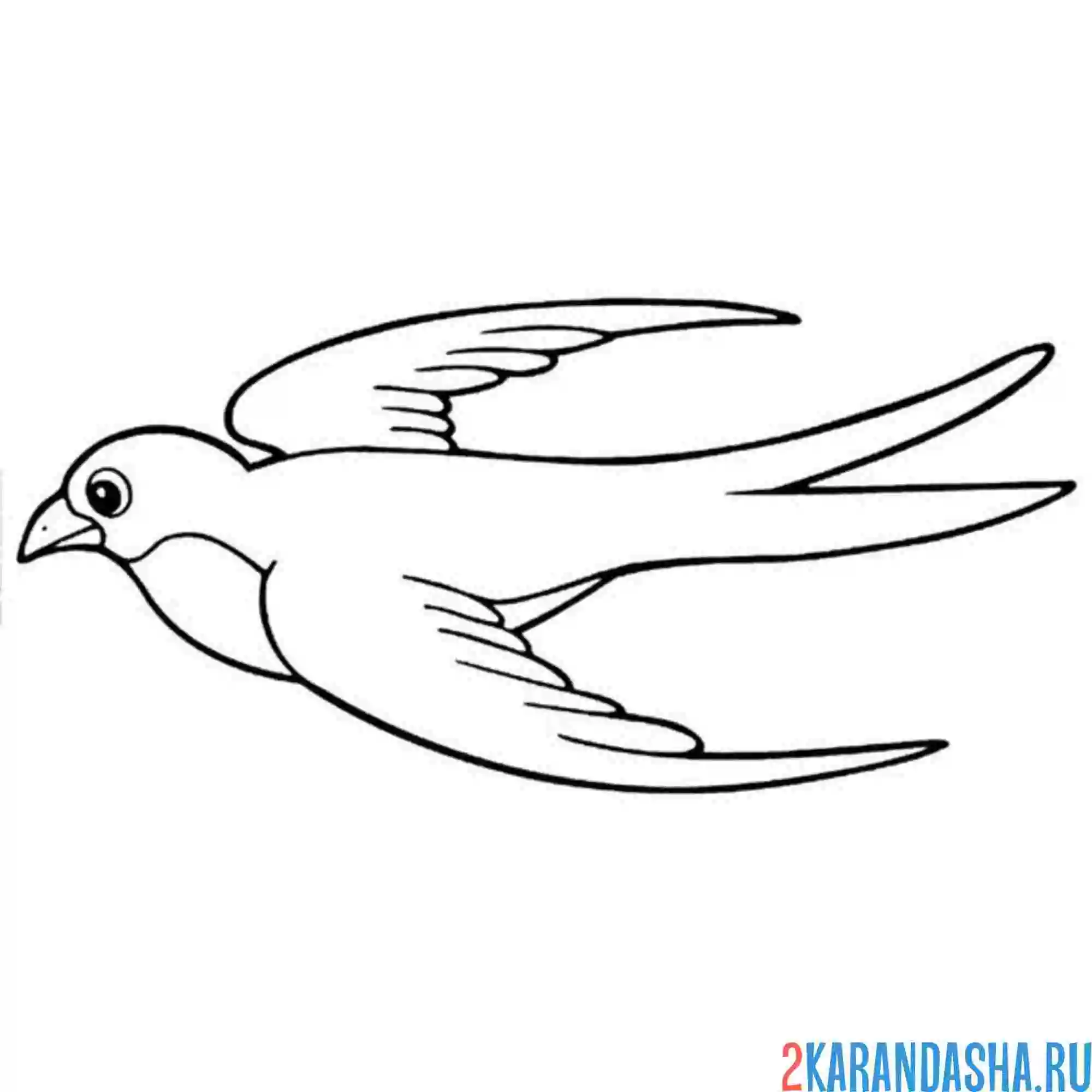 Раскраска ласточка летающая
