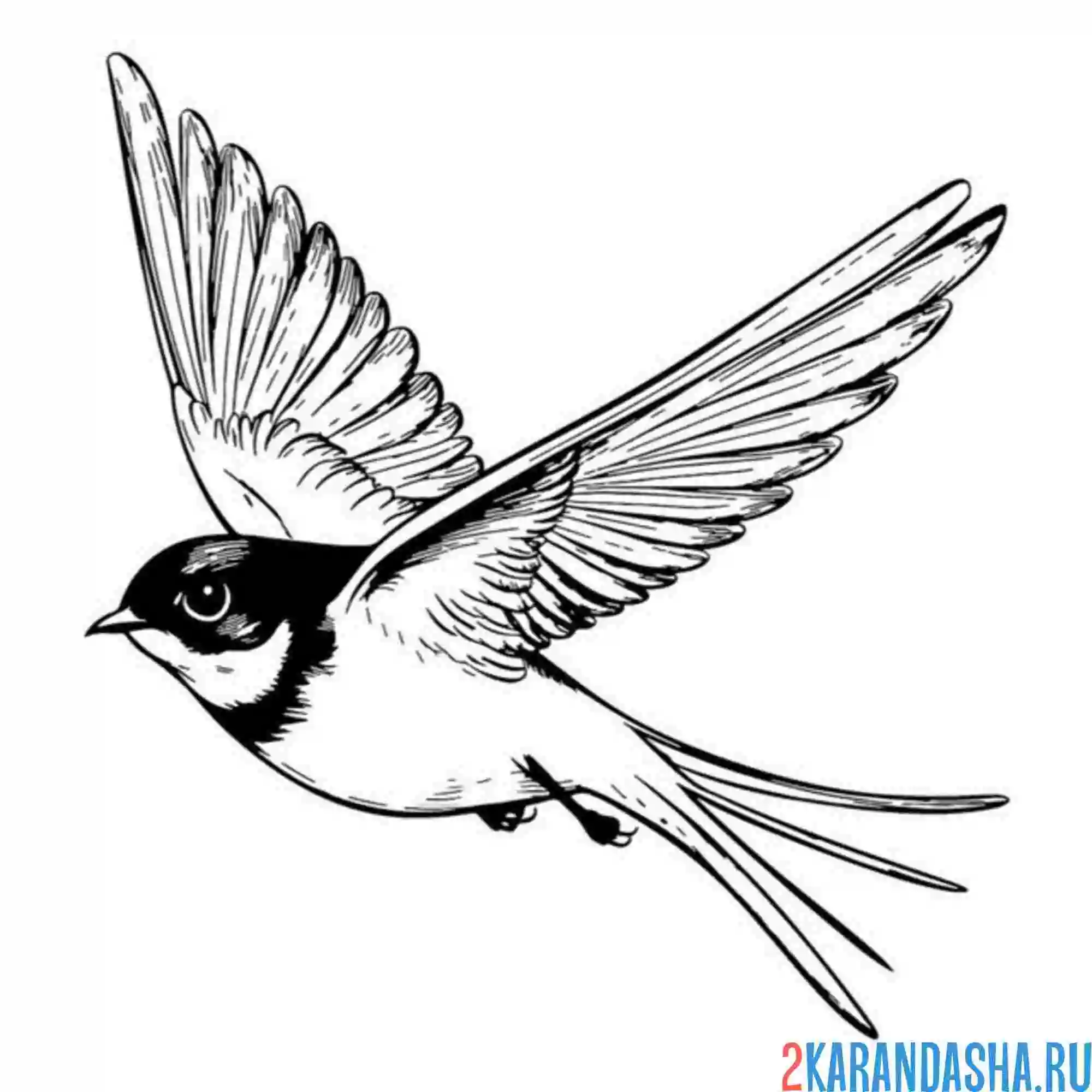 Раскраска ласточка летит к гнезду