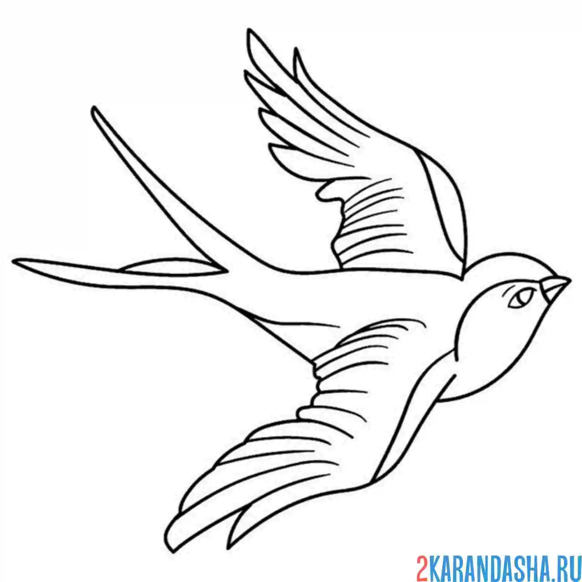 Раскраска птичка ласточка