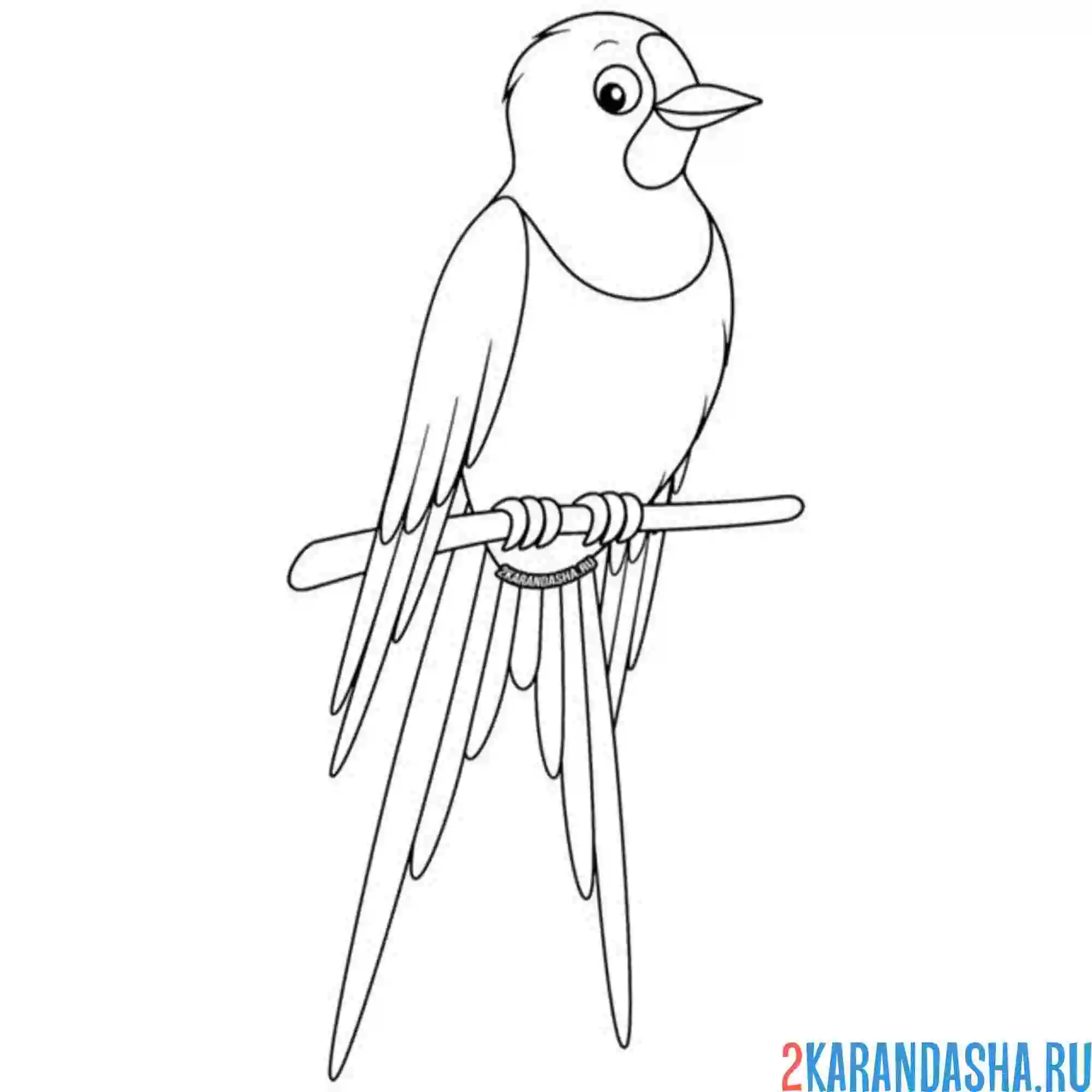 Раскраска ласточка красивая на ветке