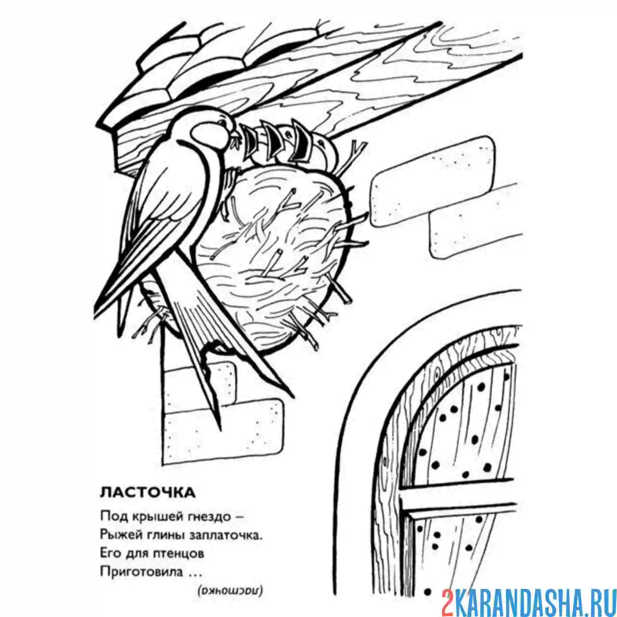 Раскраска ласточка построила гнездо