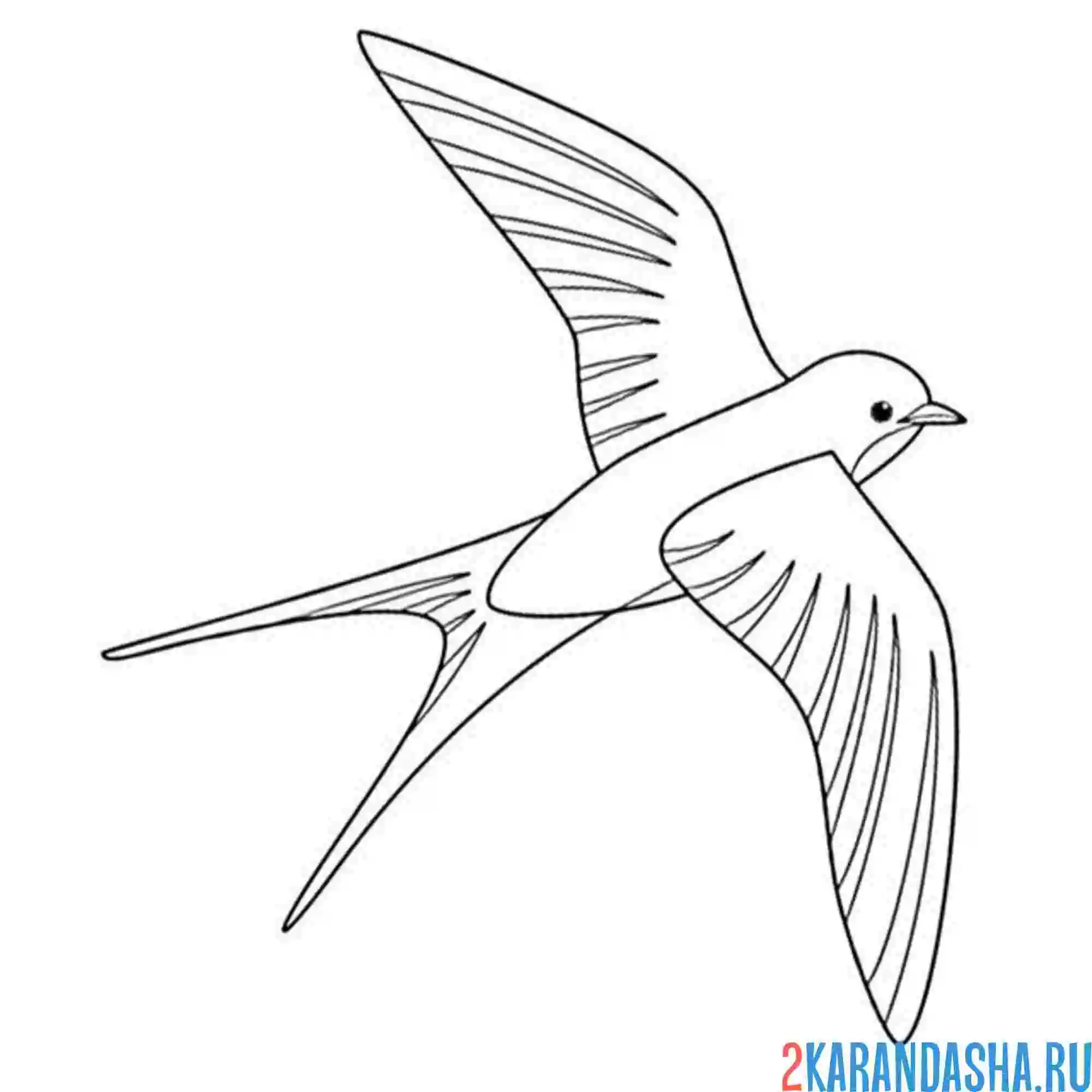 Раскраска полет красивой ласточки