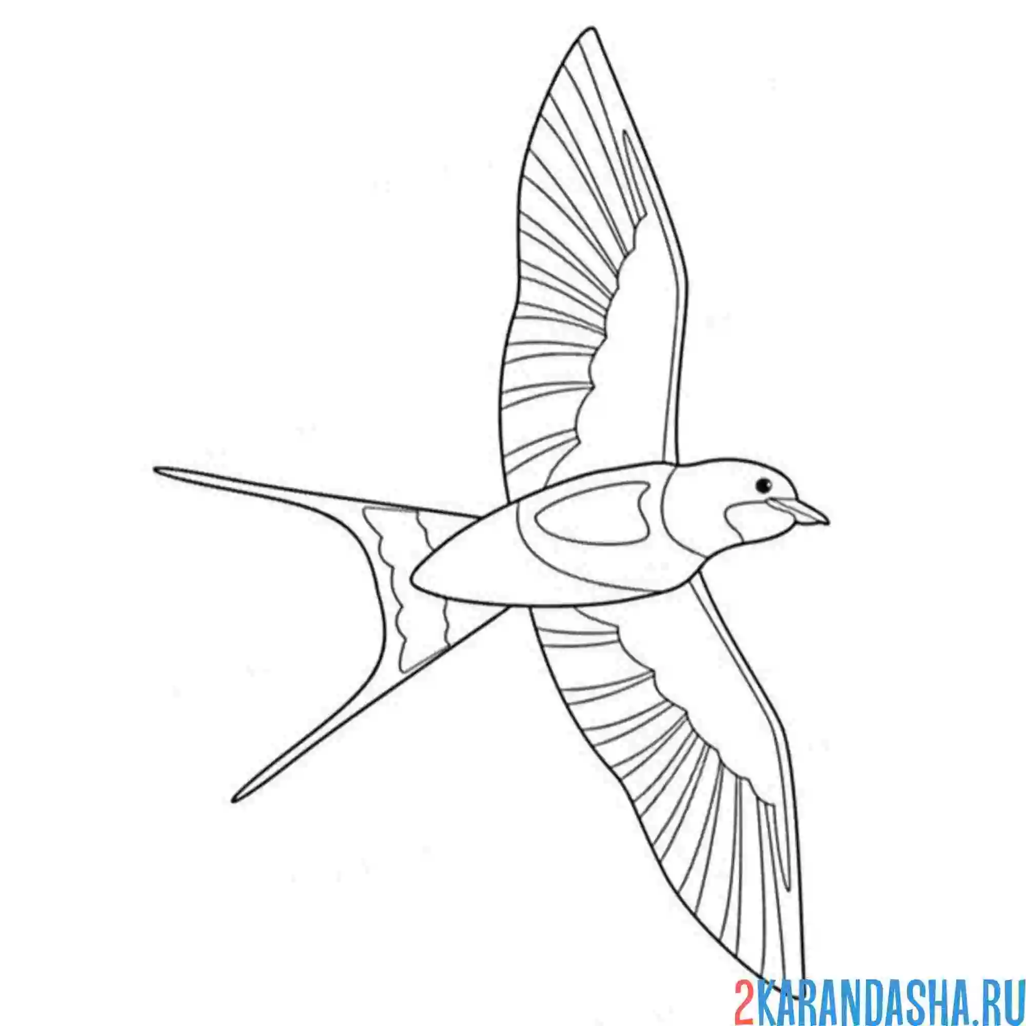 Раскраска ласточка расправила крылья