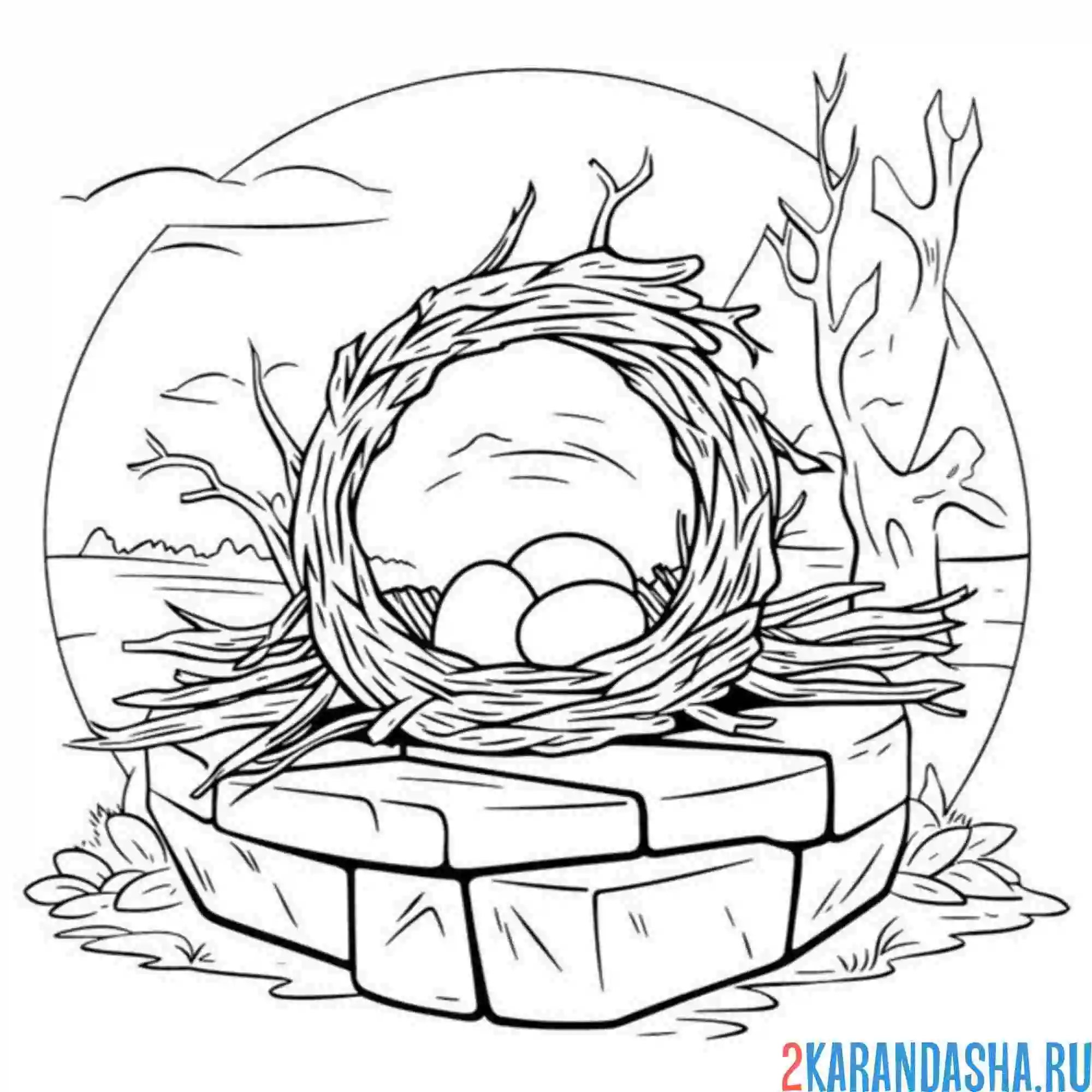 Раскраска гнездо в пустыне