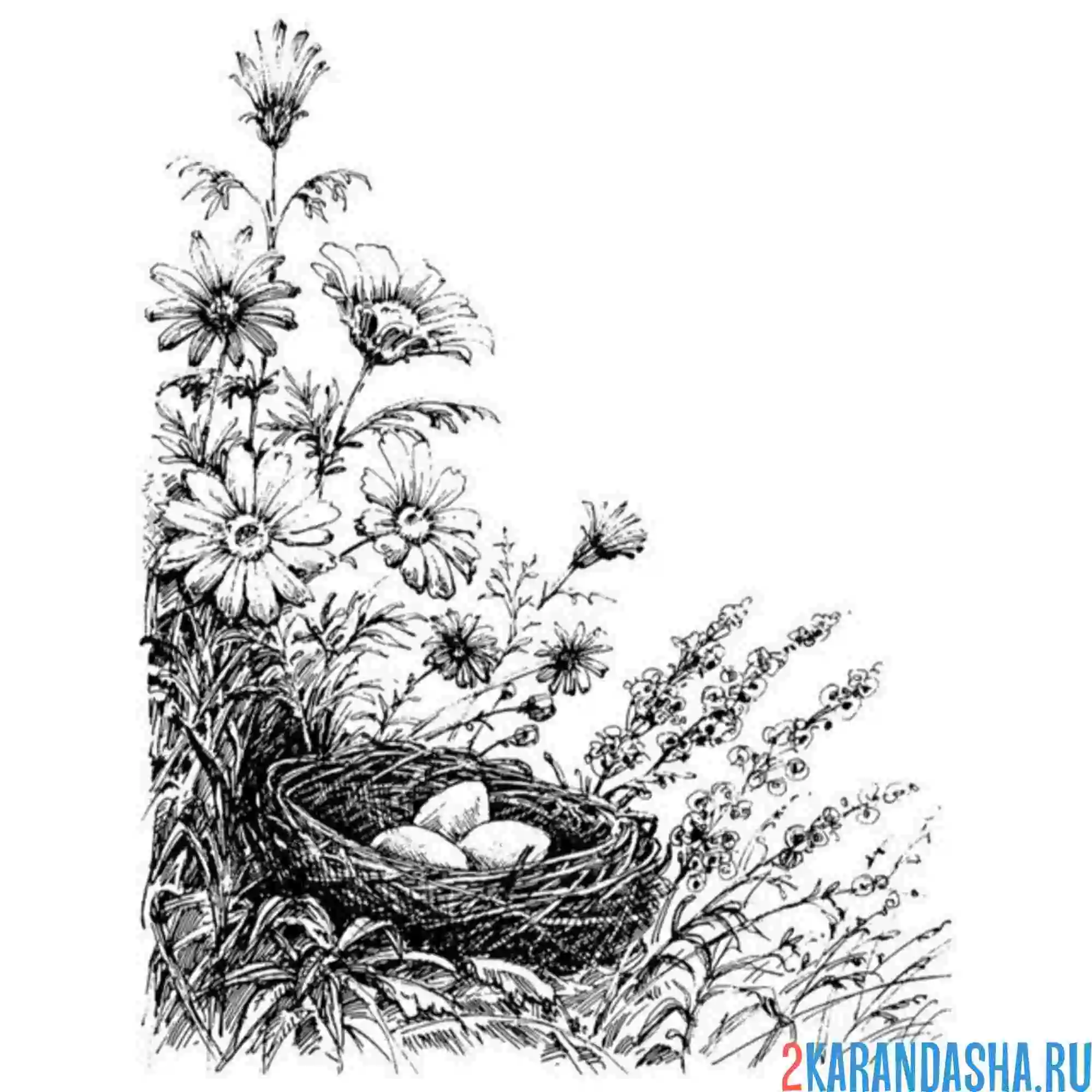 Раскраска полевое гнездо