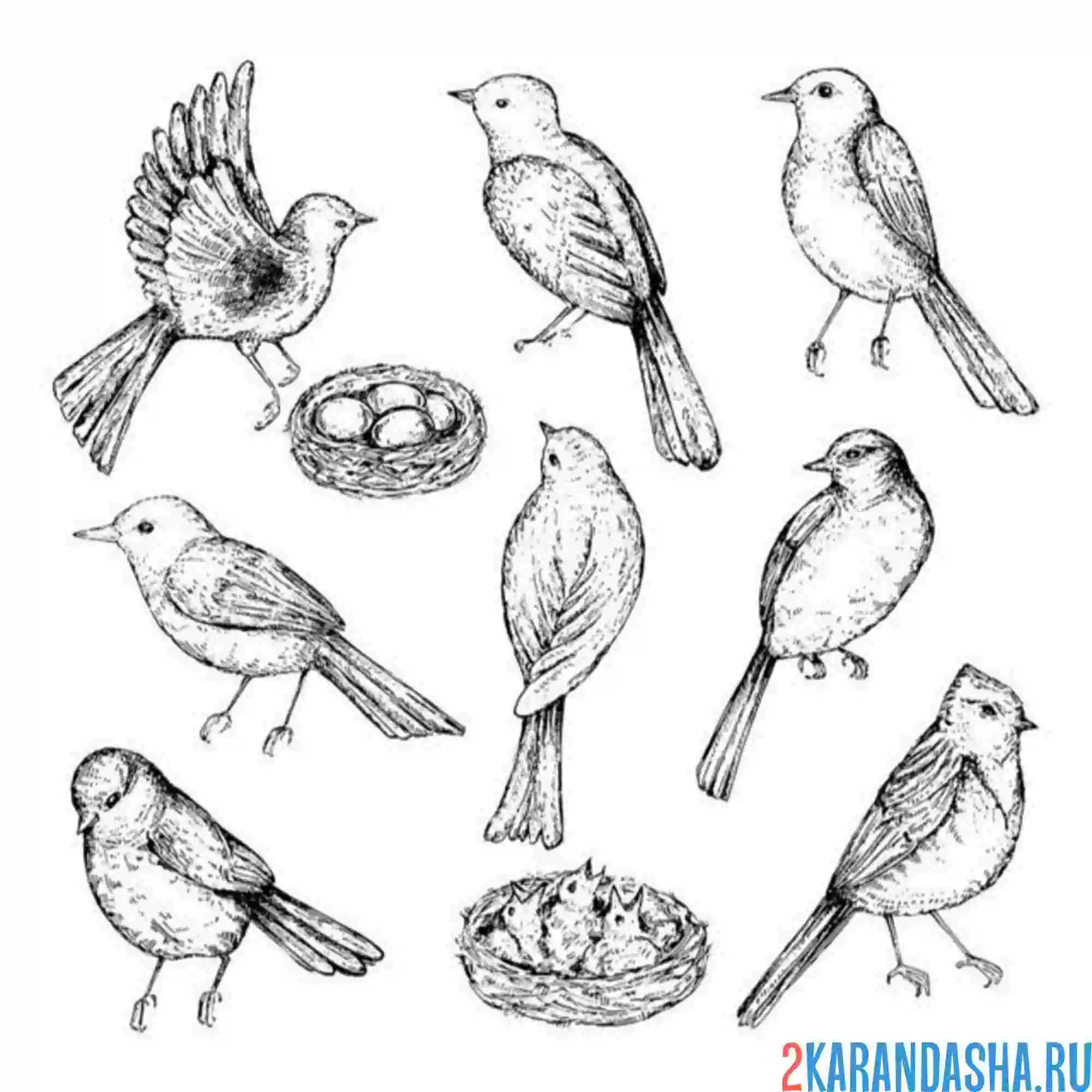 Раскраска птицы и гнездо