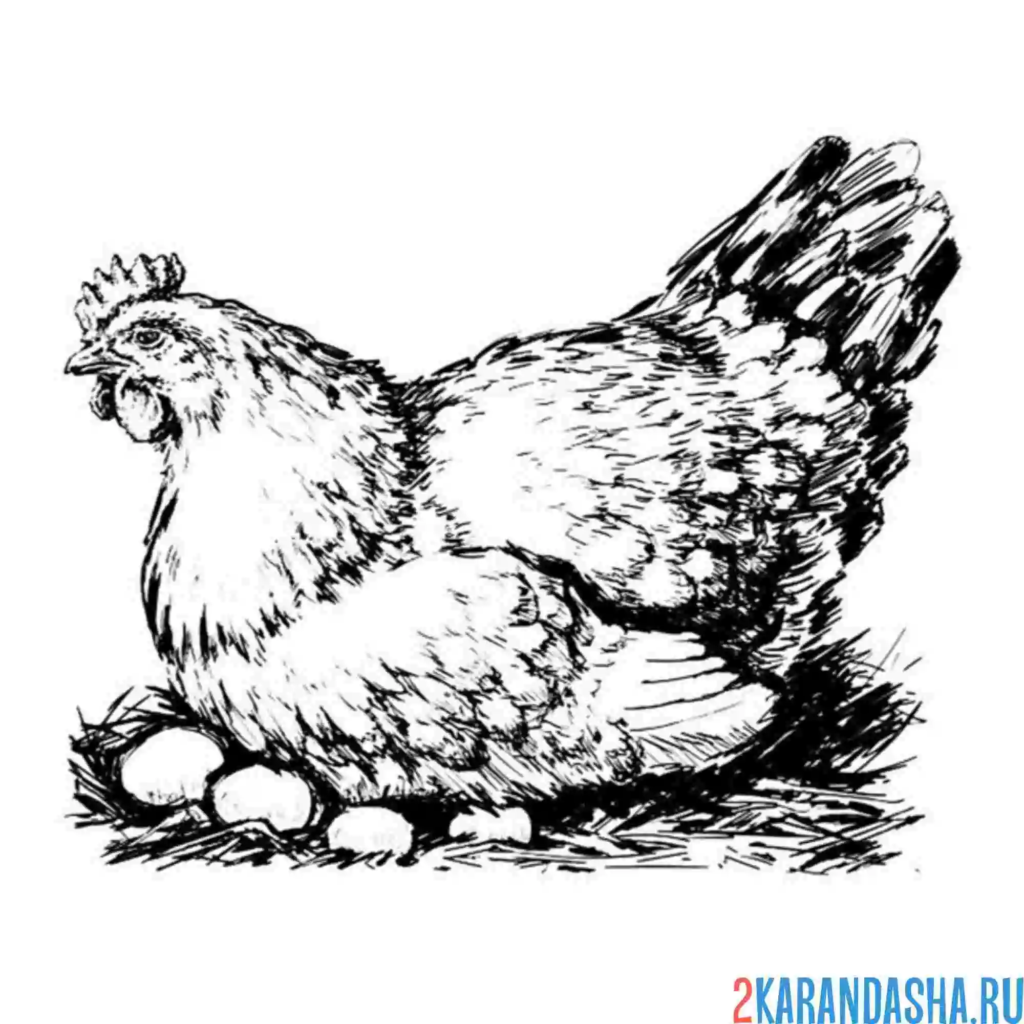 Раскраска курицы высиживает яйца в гнезде