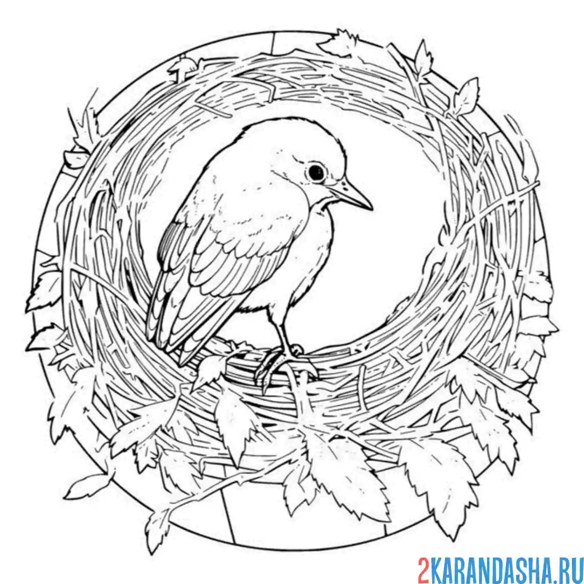 Раскраска красивое гнездо и птичка