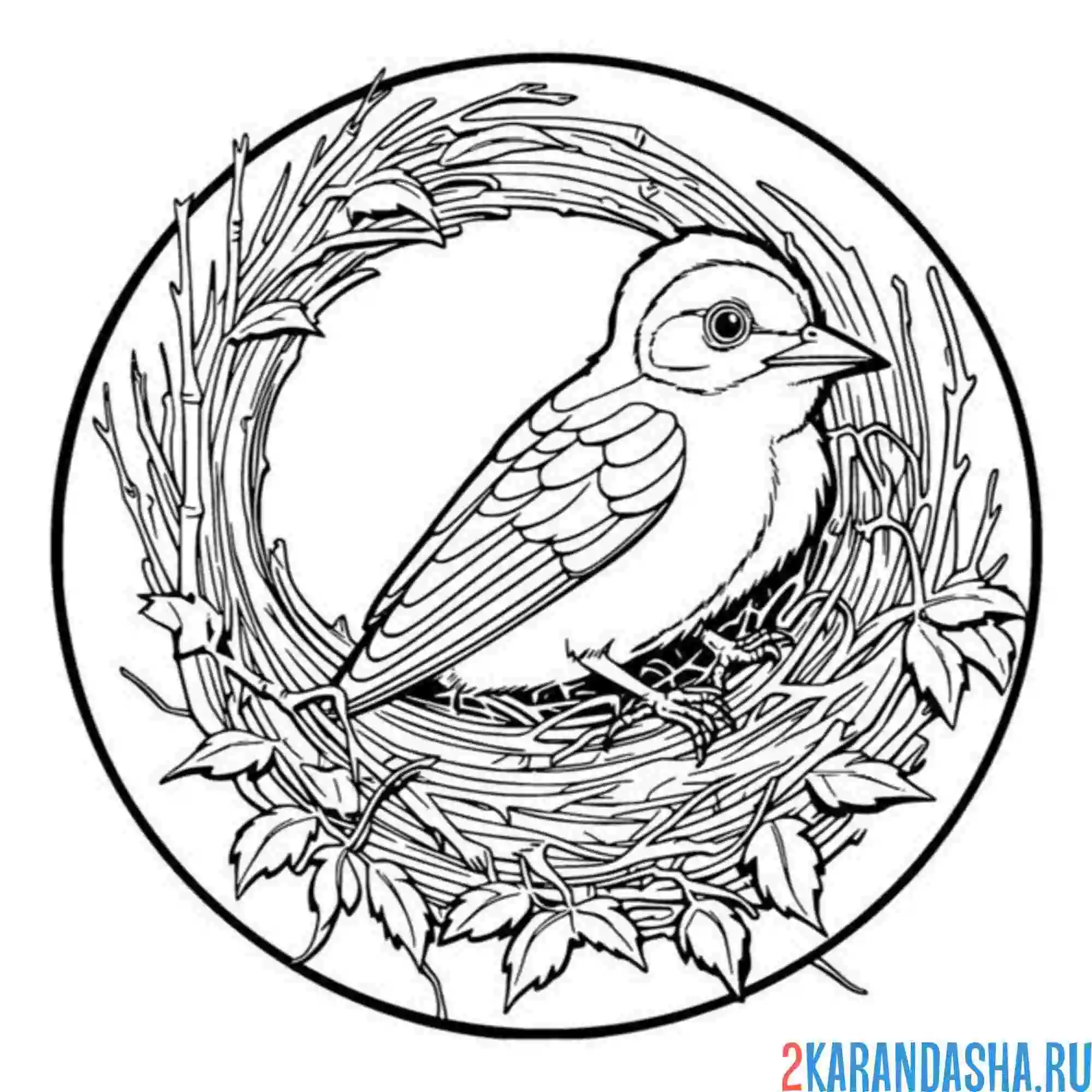 Раскраска красивая птичка в гнезде