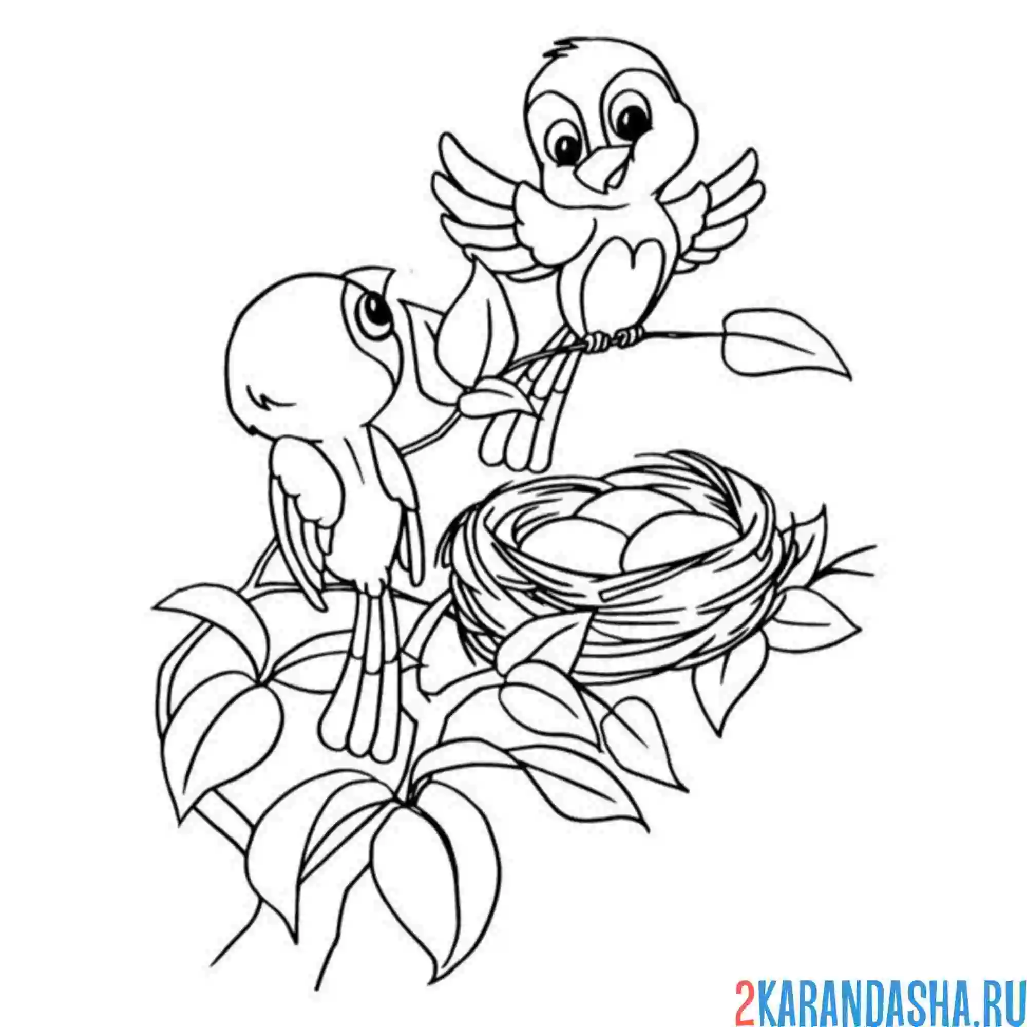 Раскраска папа и мама птицы и гнездо
