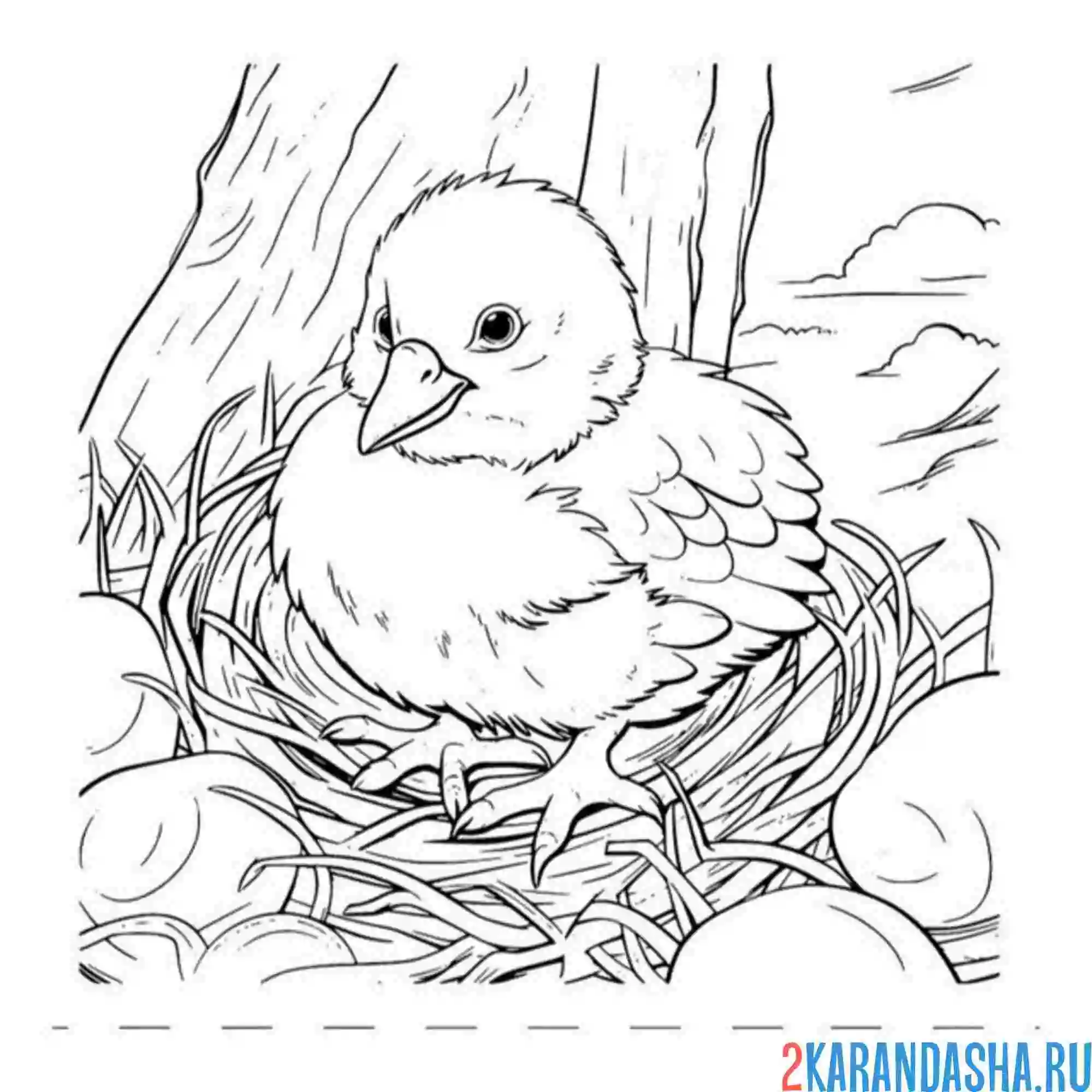 Раскраска утенок в гнезде