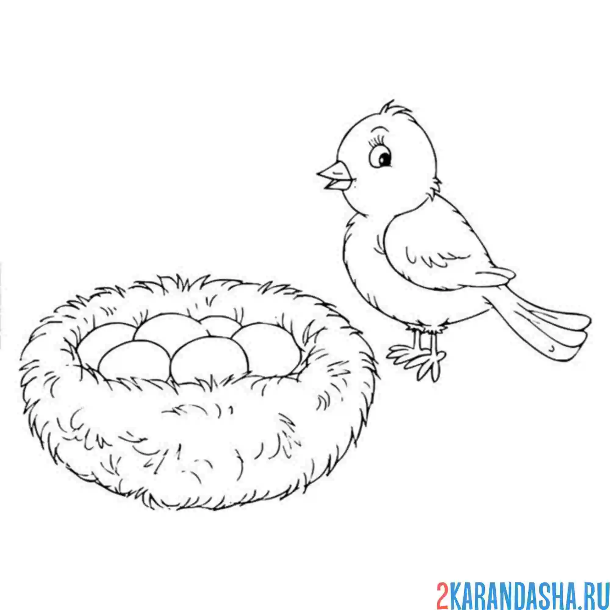 Раскраска птичка снесла яйца в гнезде