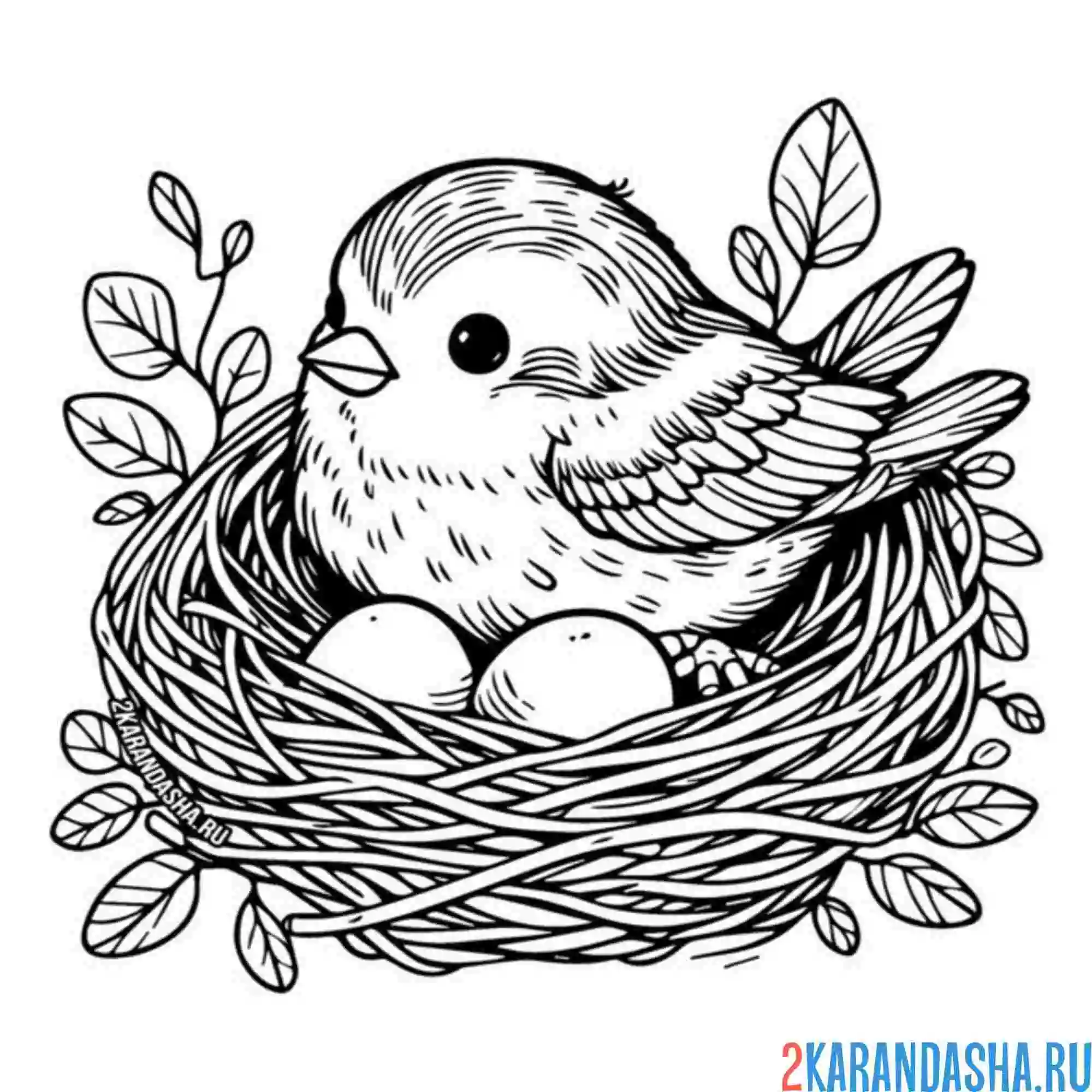 Раскраска маленькая птичка в гнезде
