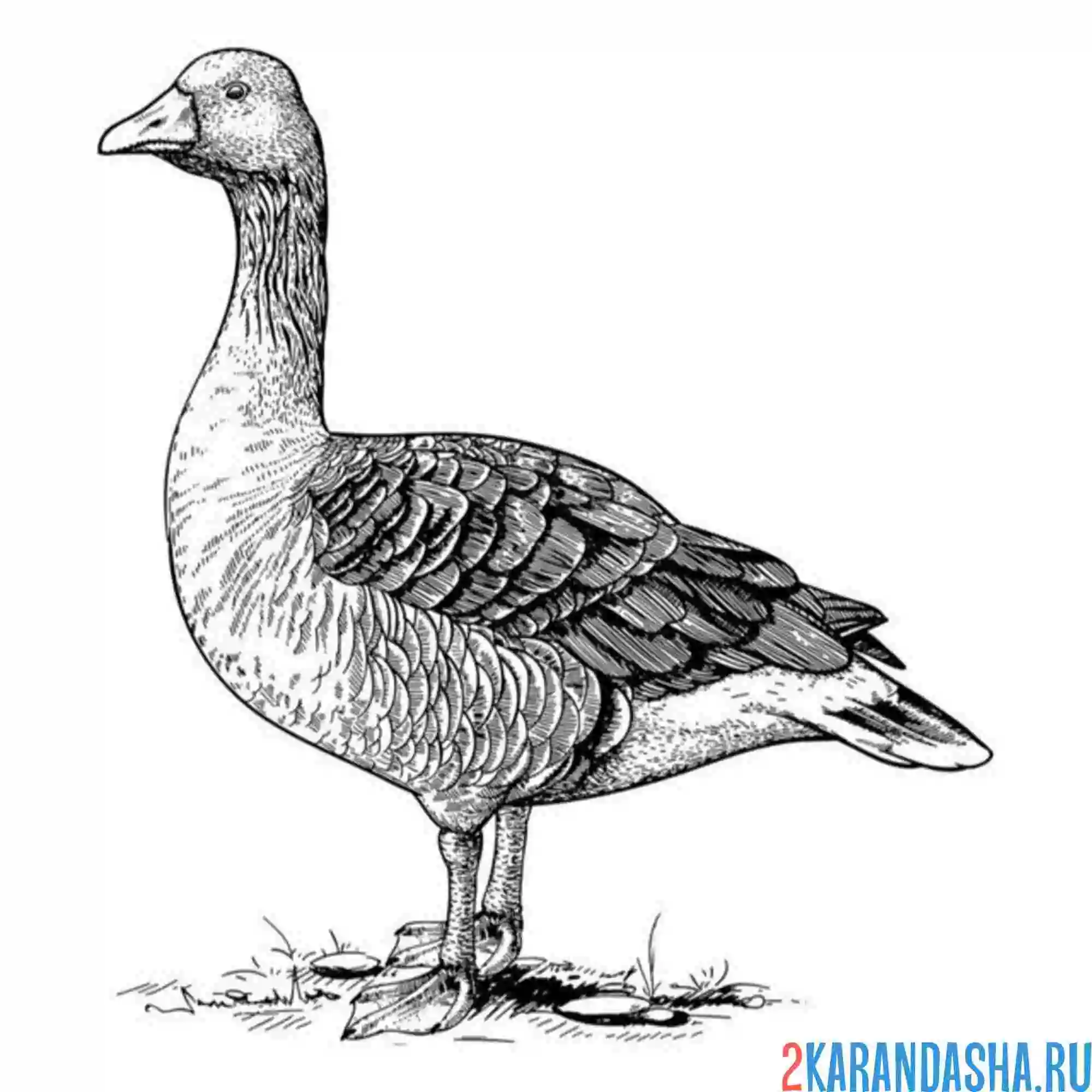 Раскраска гусь птичка