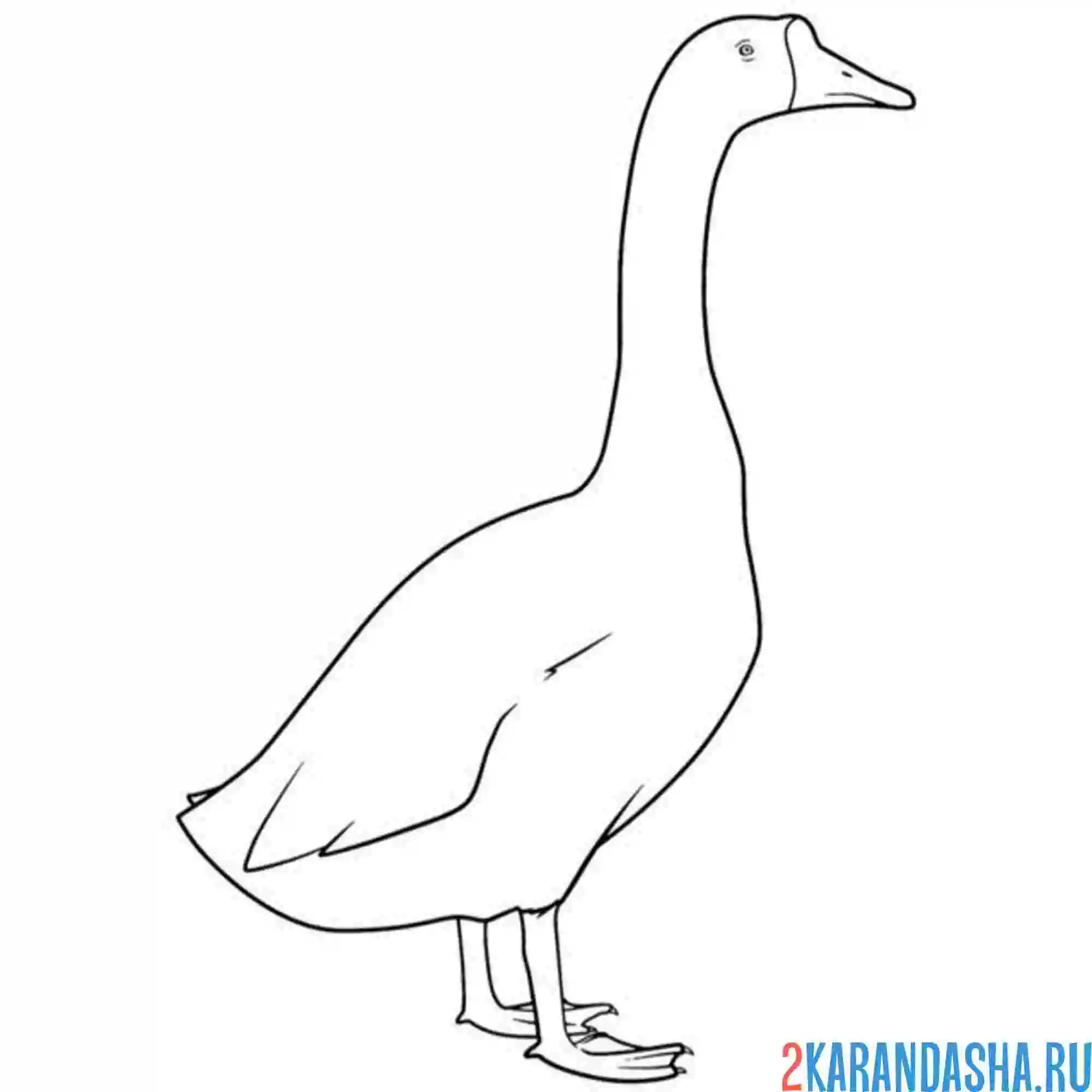 Раскраска один гусь