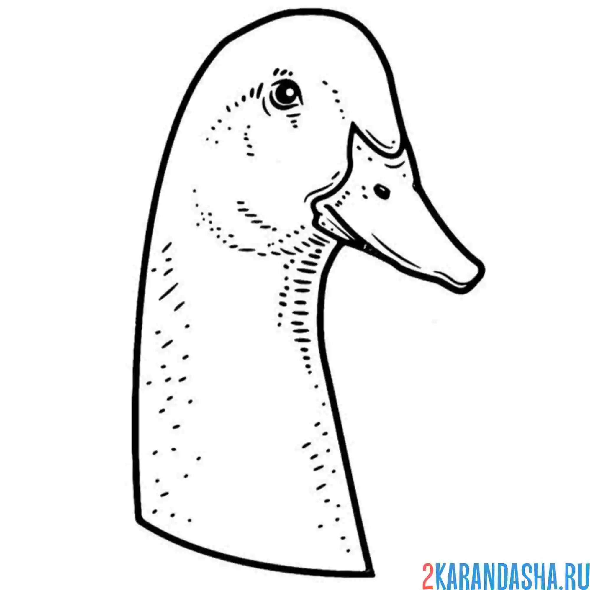 Раскраска гусь голова