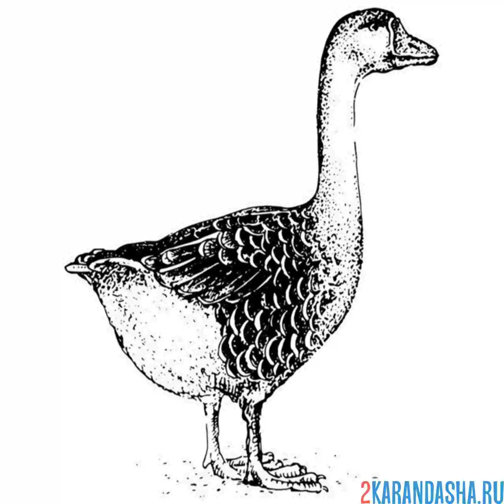 Раскраска гусь взрослый