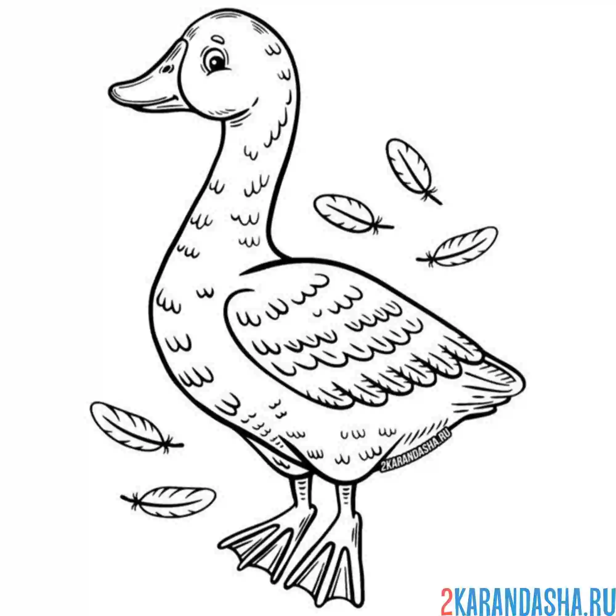 Раскраска гусь красивый