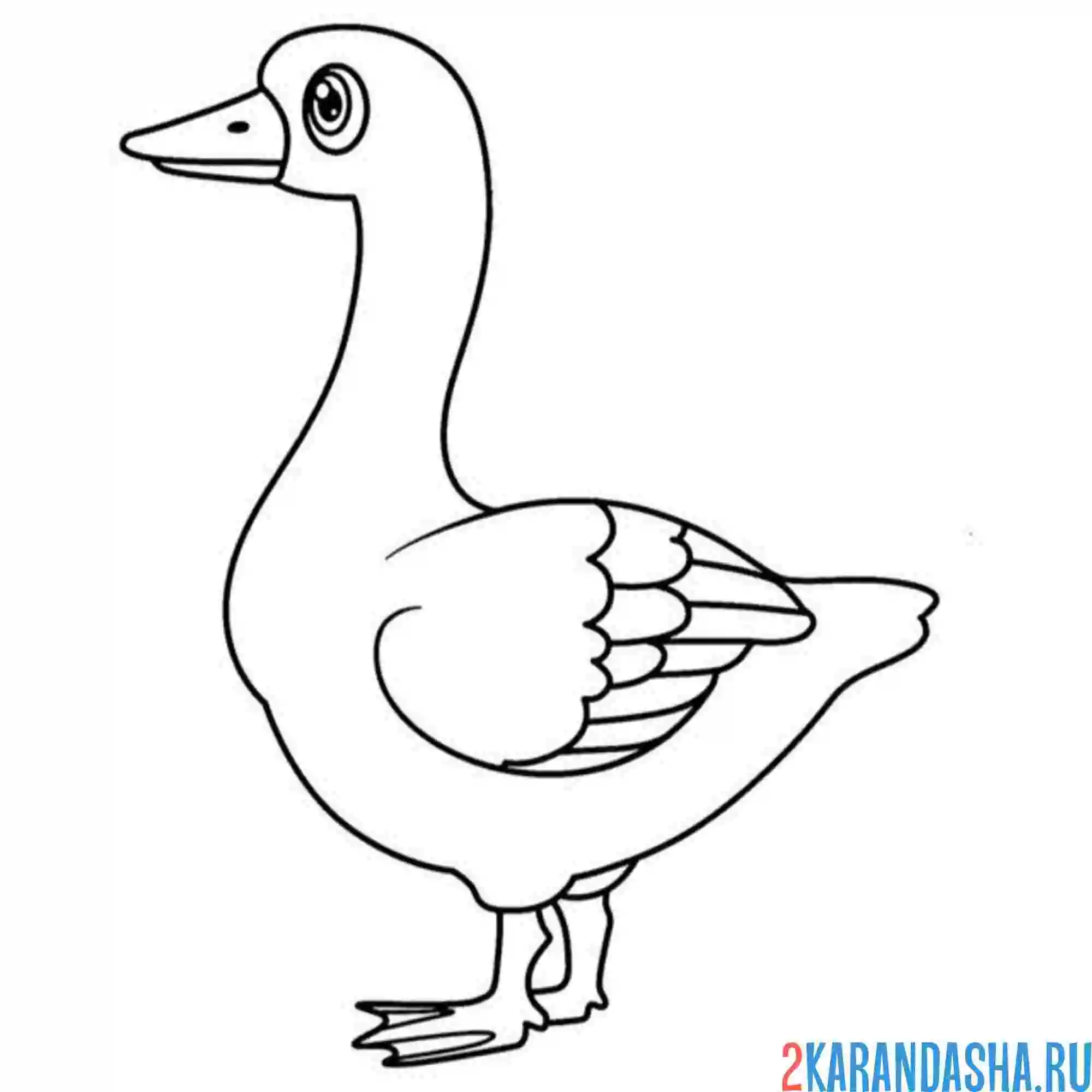 Раскраска гусь ждет