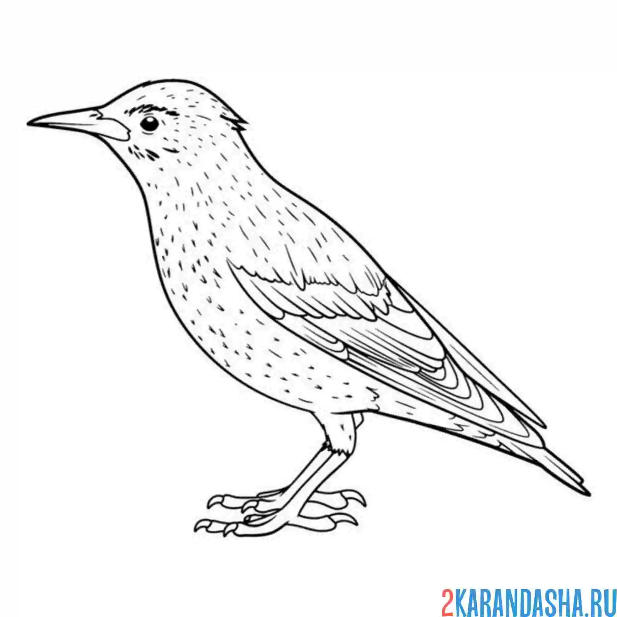 Раскраска скворец  птица