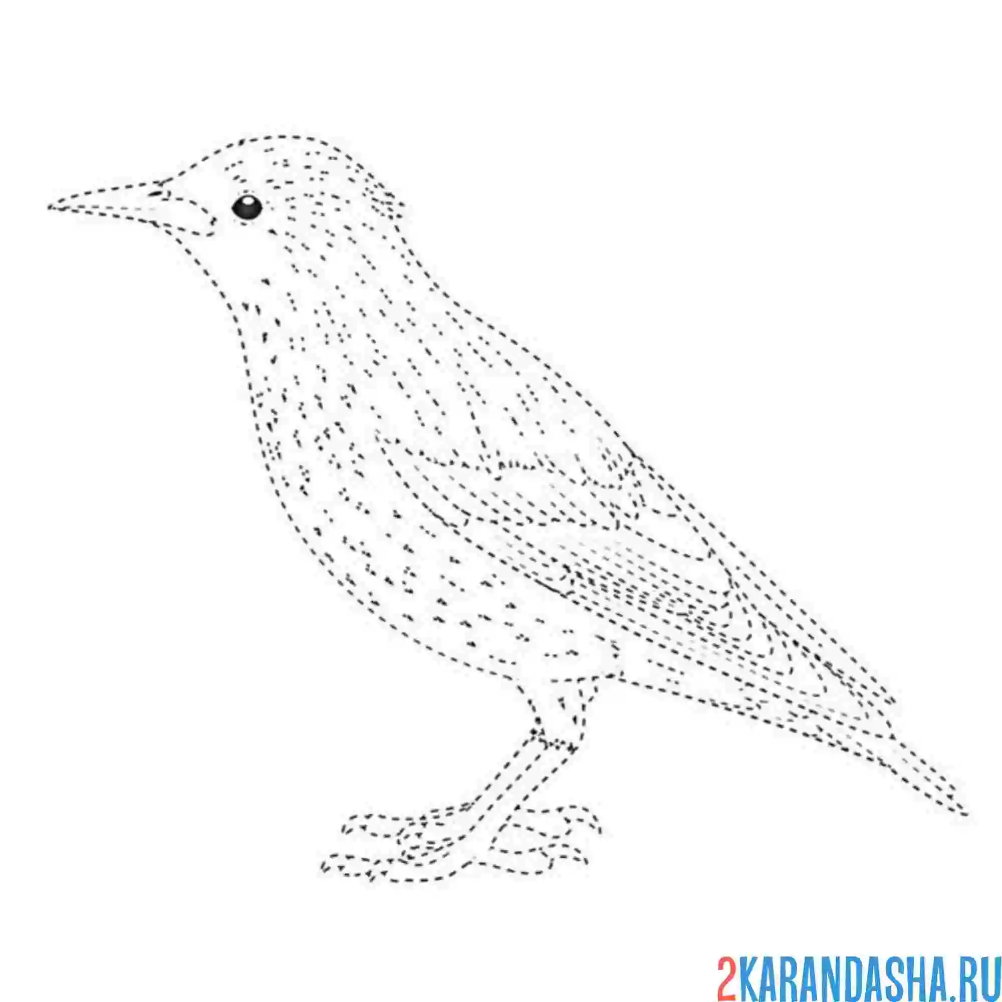 Раскраска скворец обведи по линии