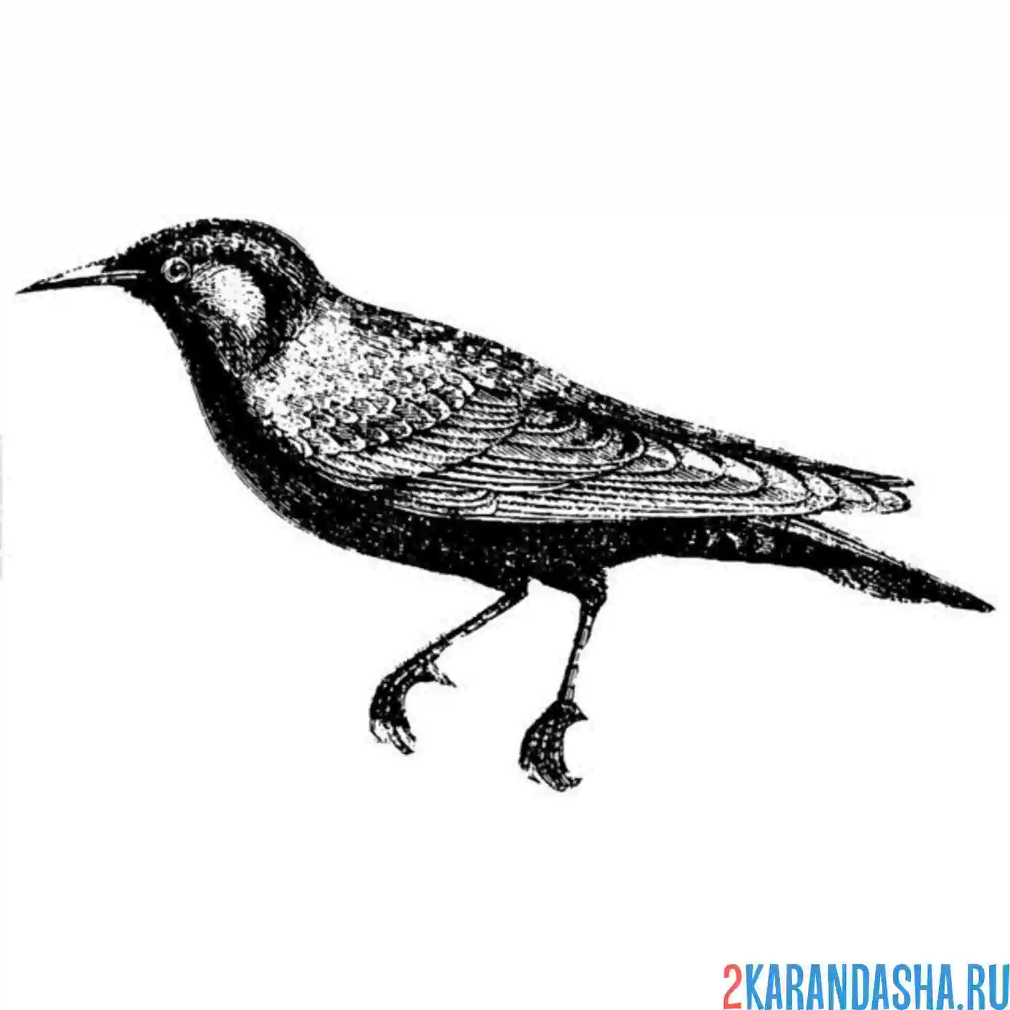 Раскраска скворец серьезный