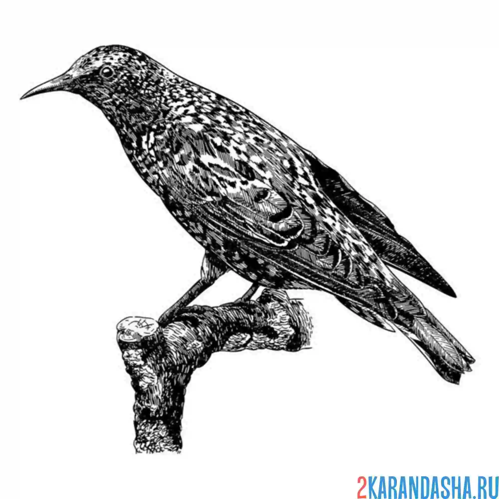 Раскраска скворец весенний