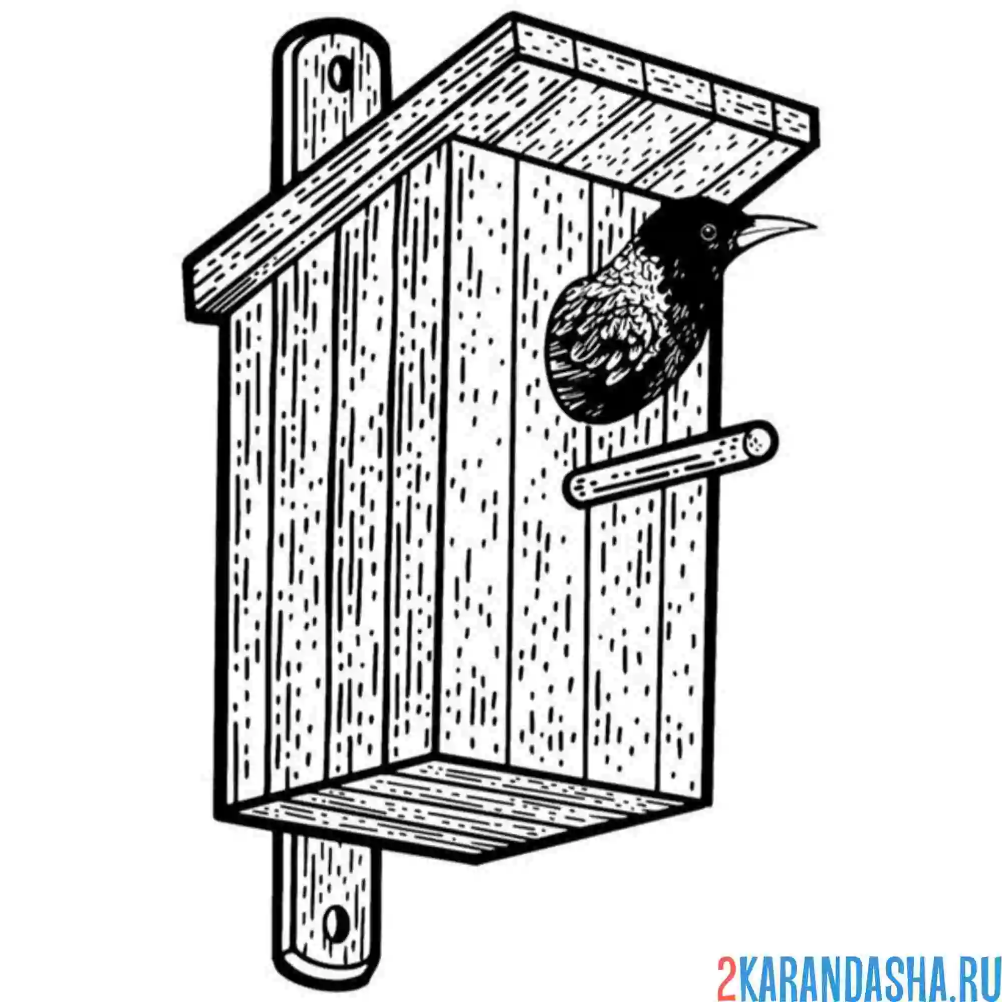 Раскраска скворец сидит в скворечнике