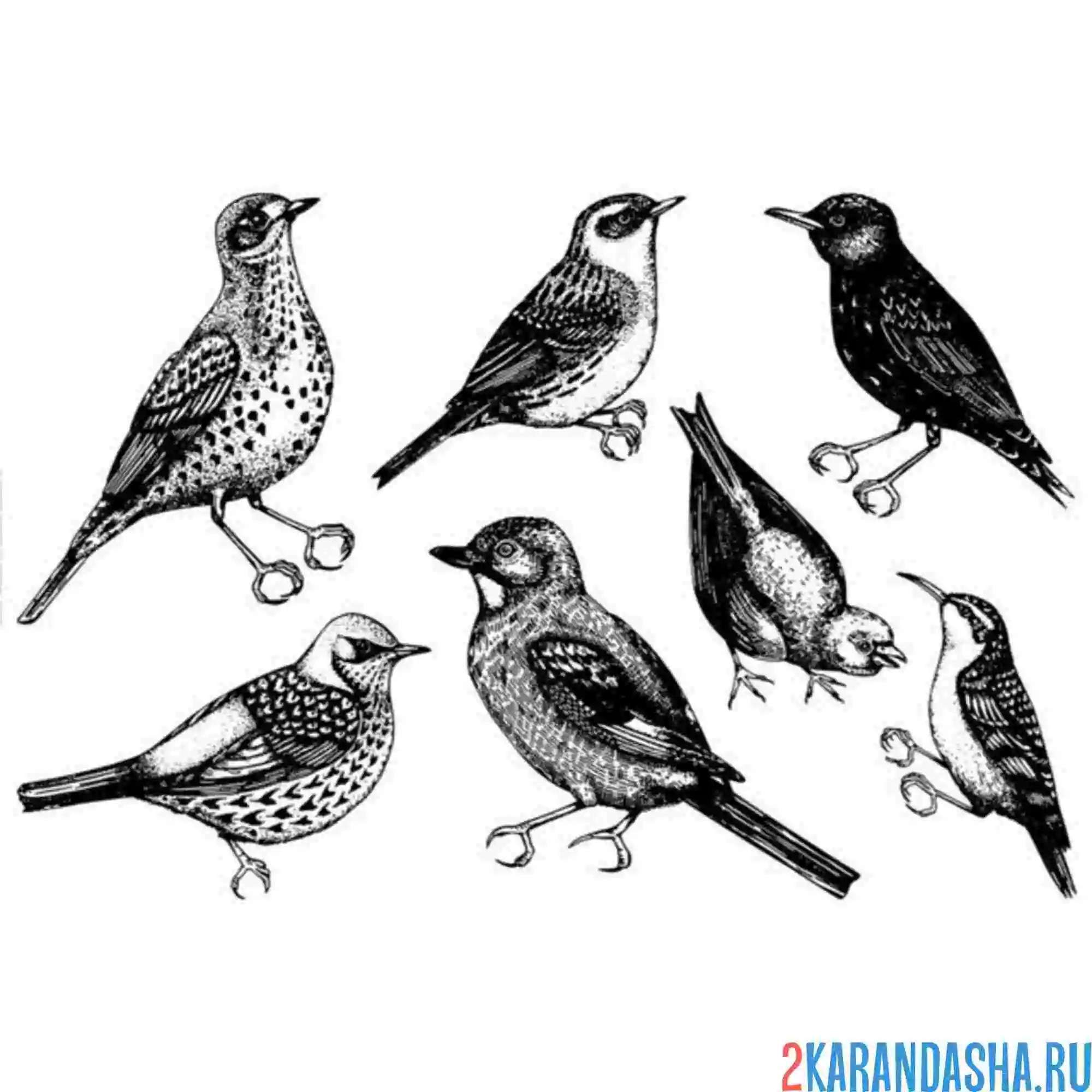 Раскраска скворцы птицы