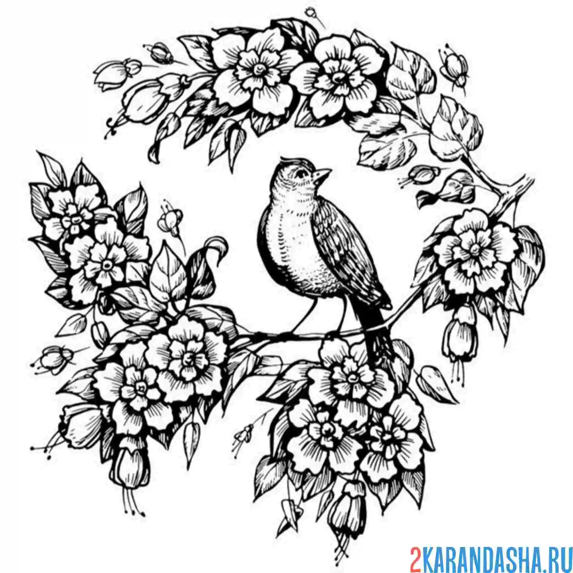 Раскраска скворец тату