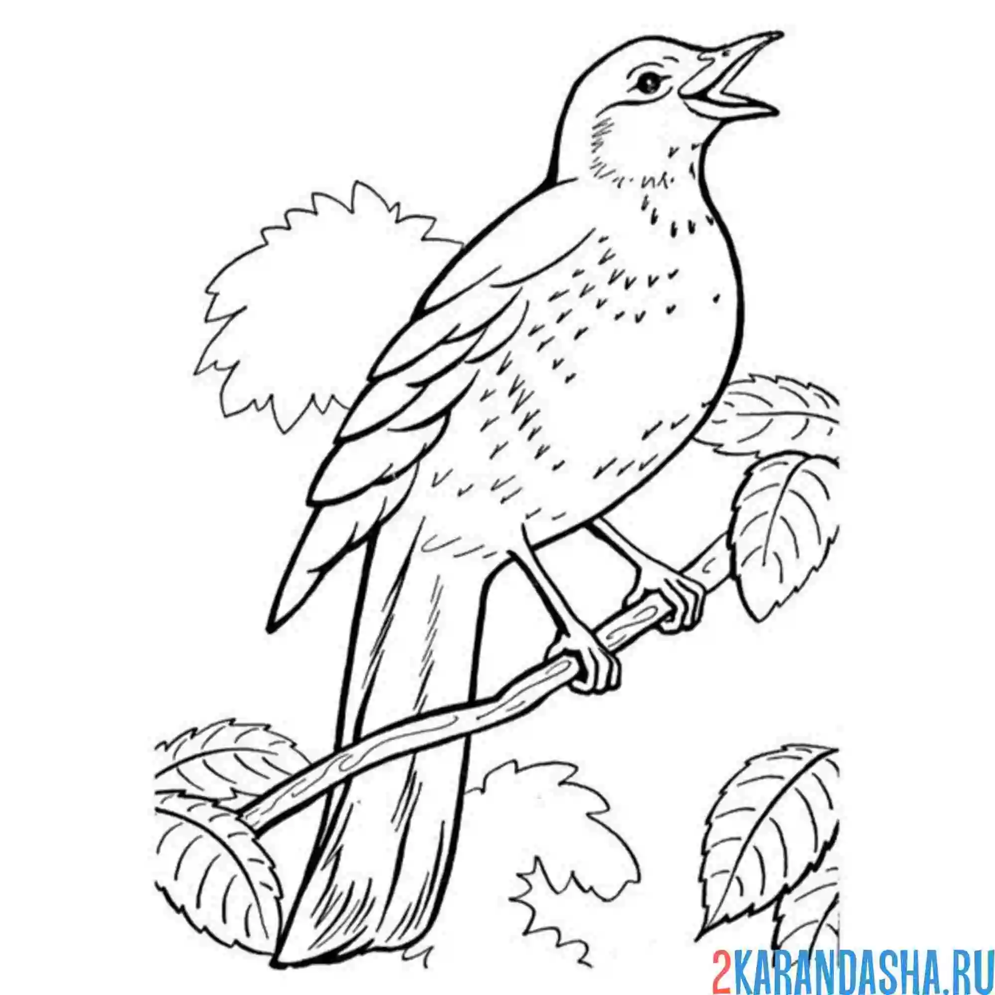 Раскраска поет скворец