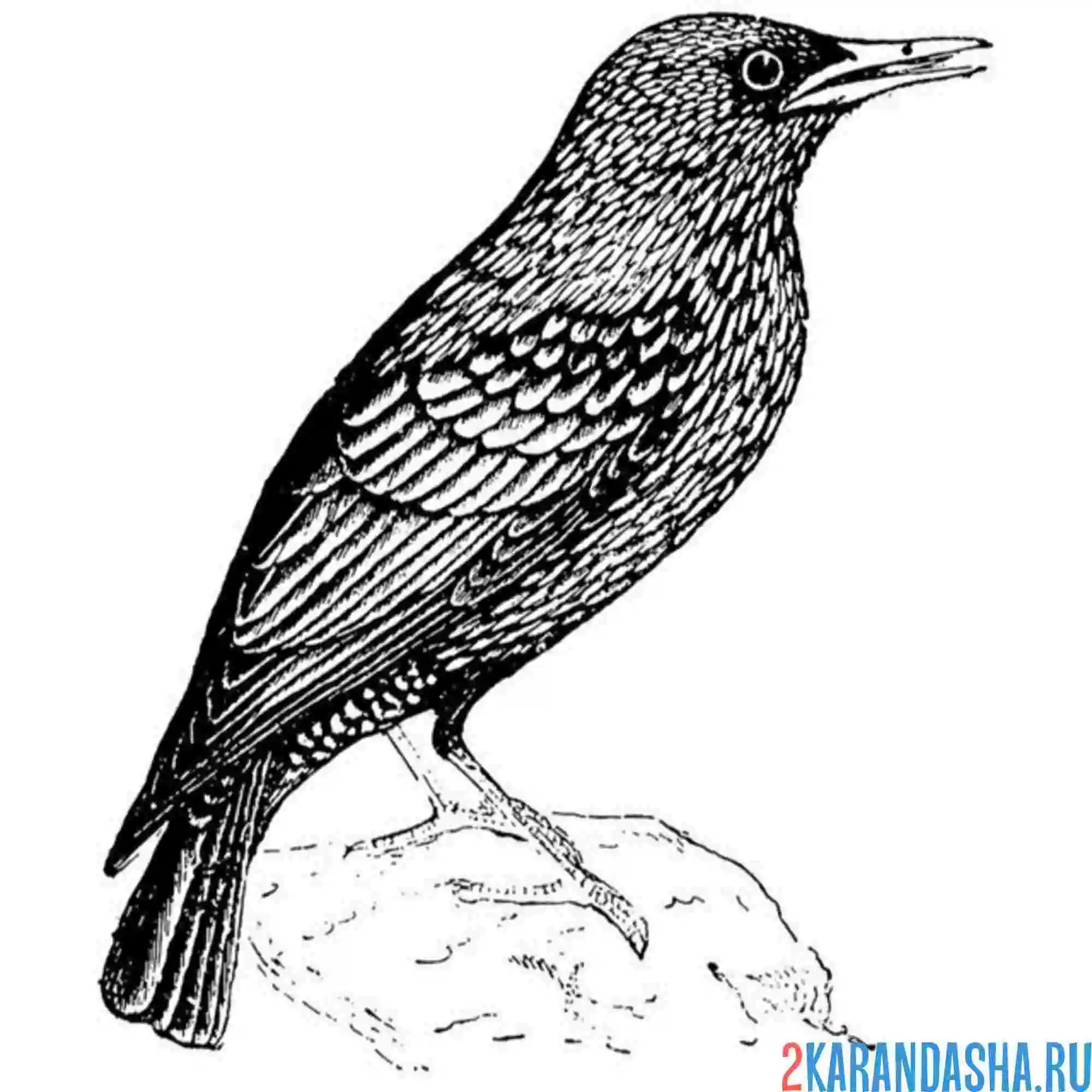 Раскраска скворец птичка