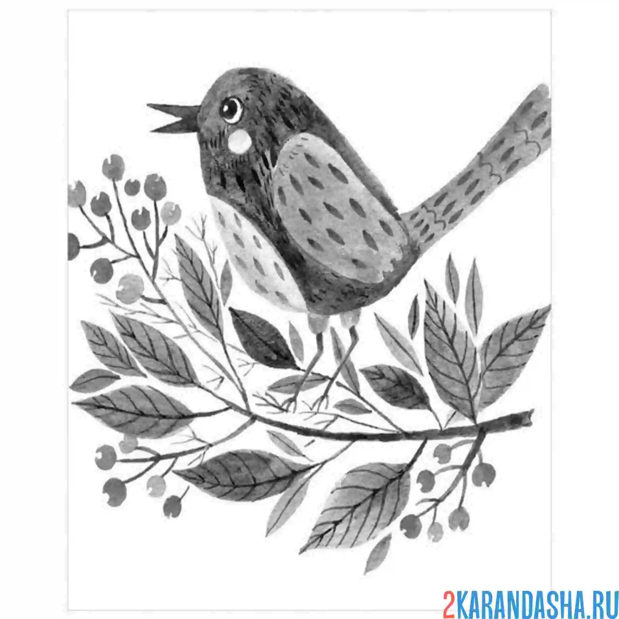 Раскраска скворец рисунок